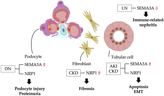 Frontiers | Pharmacological functions of salidroside in