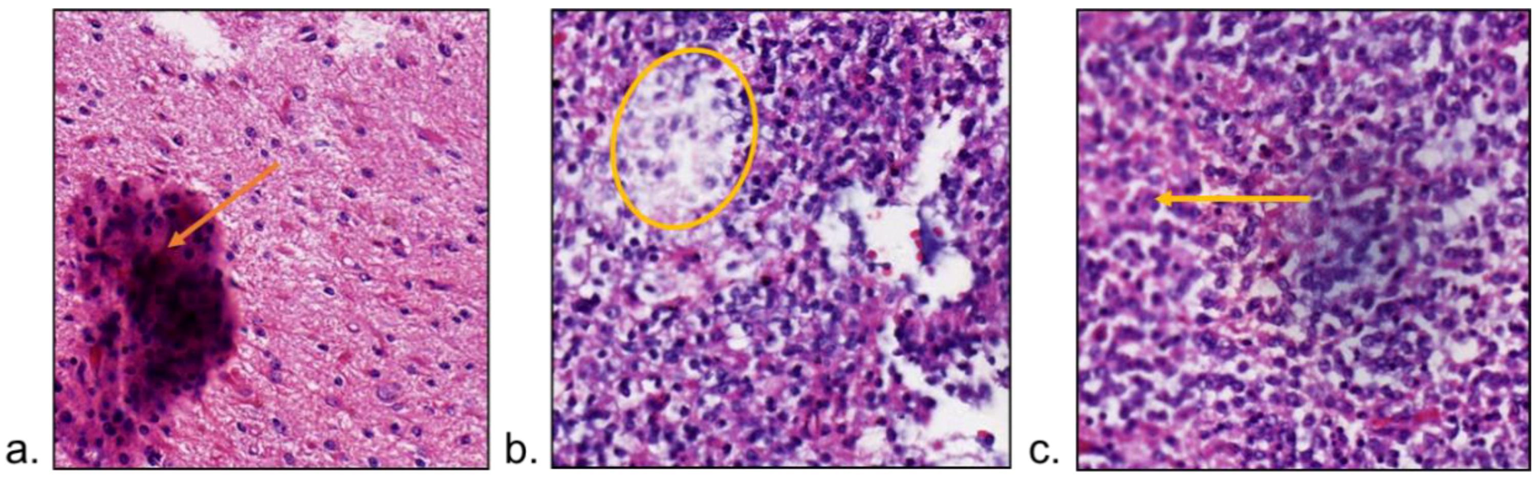 Diagnostics 13 03115 g005