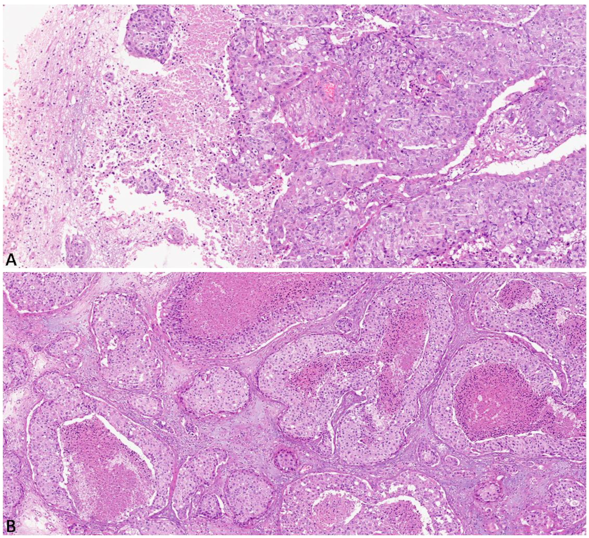 Diagnostics 13 03141 g001