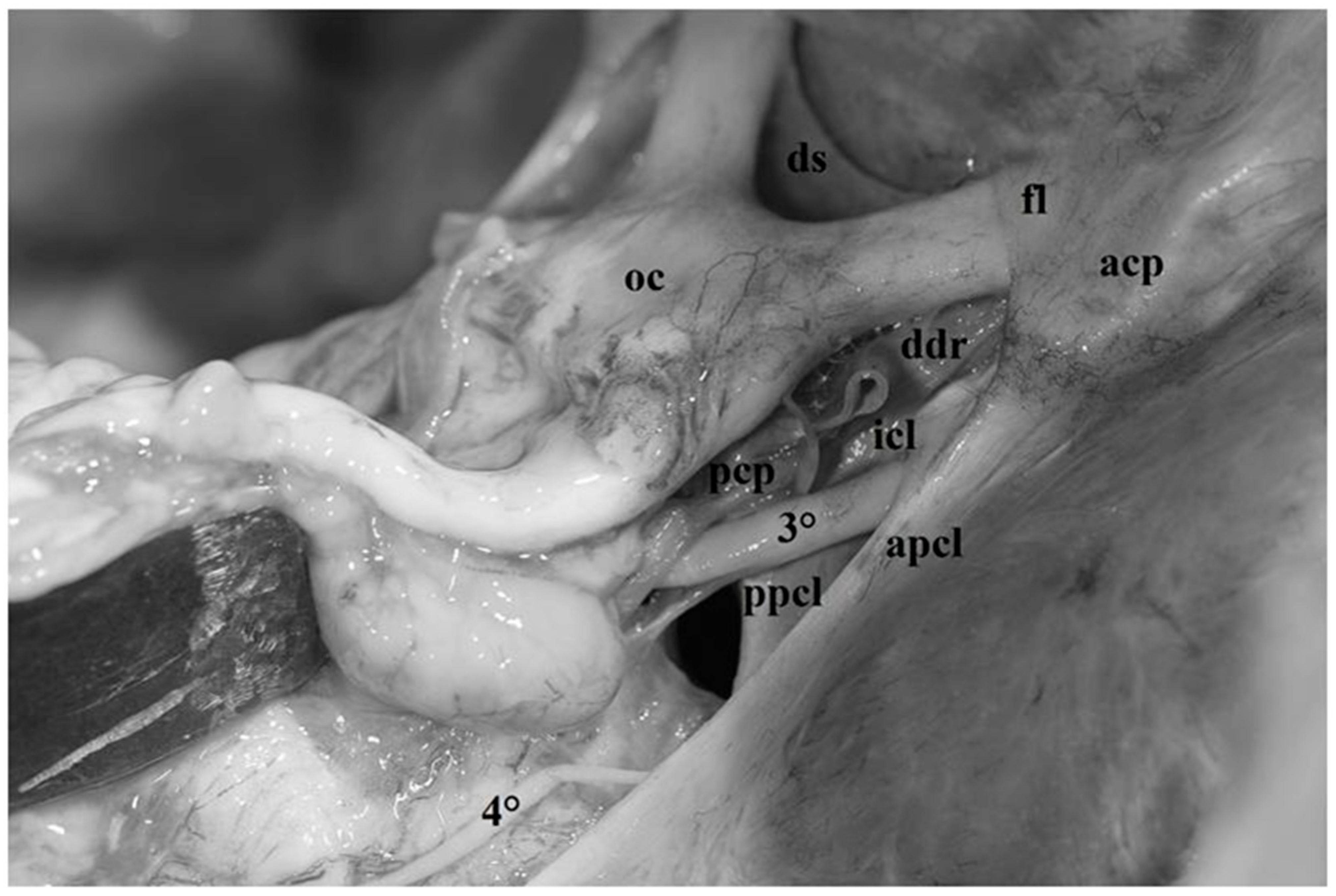 Diagnostics 13 03203 g004