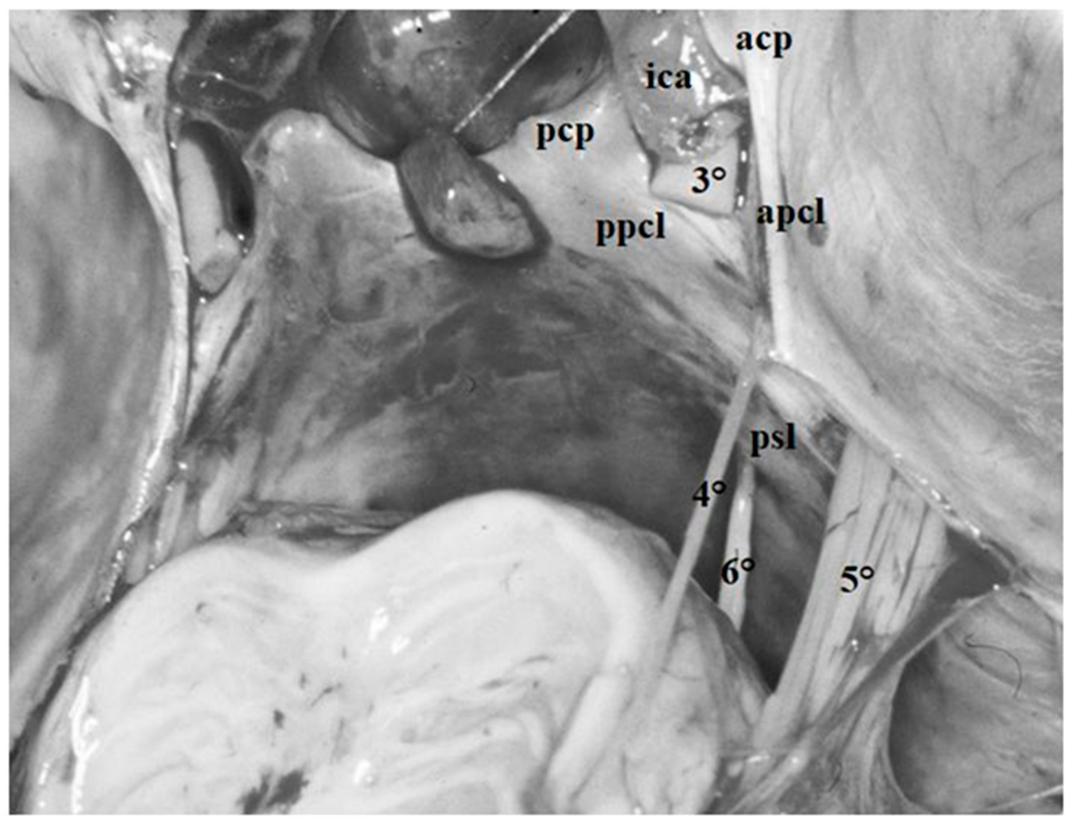 Diagnostics 13 03203 g006