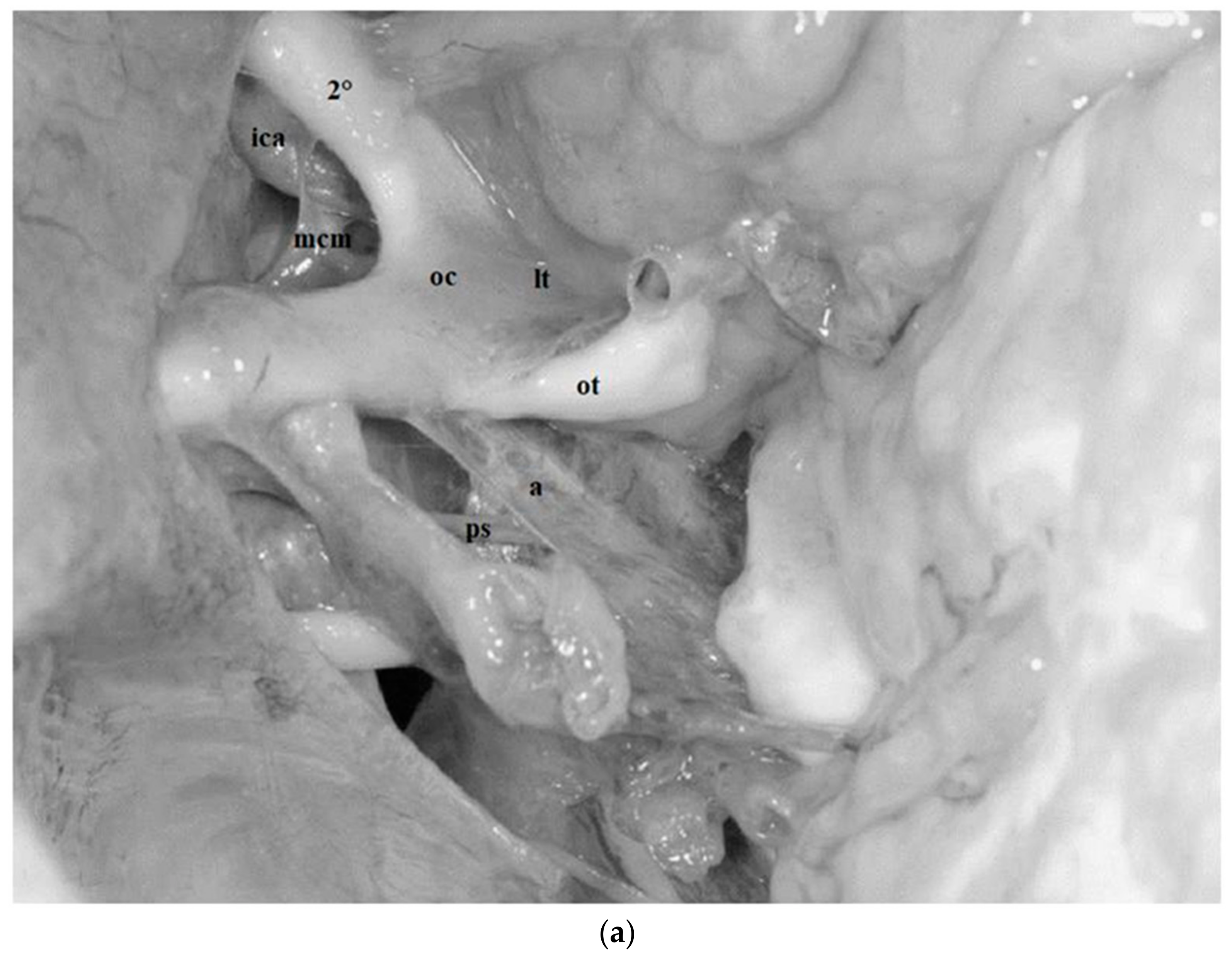 Diagnostics 13 03203 g008a