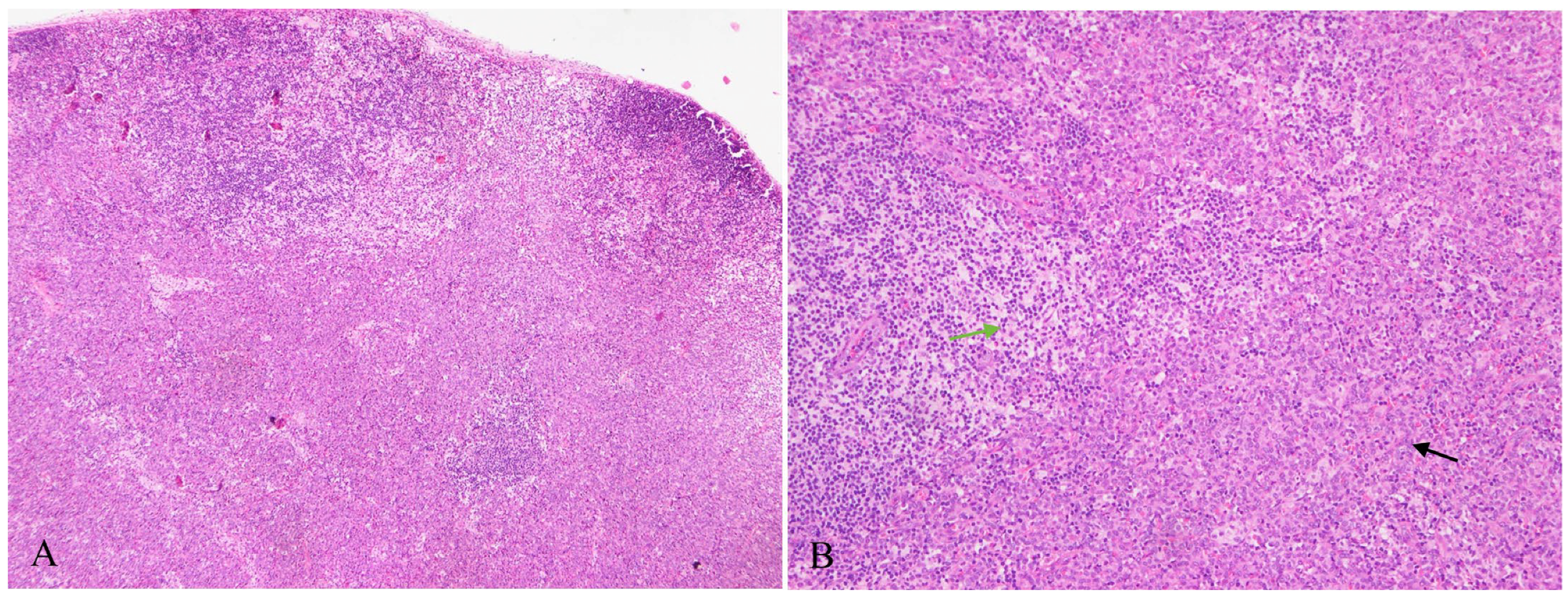 Diagnostics 13 03248 g001