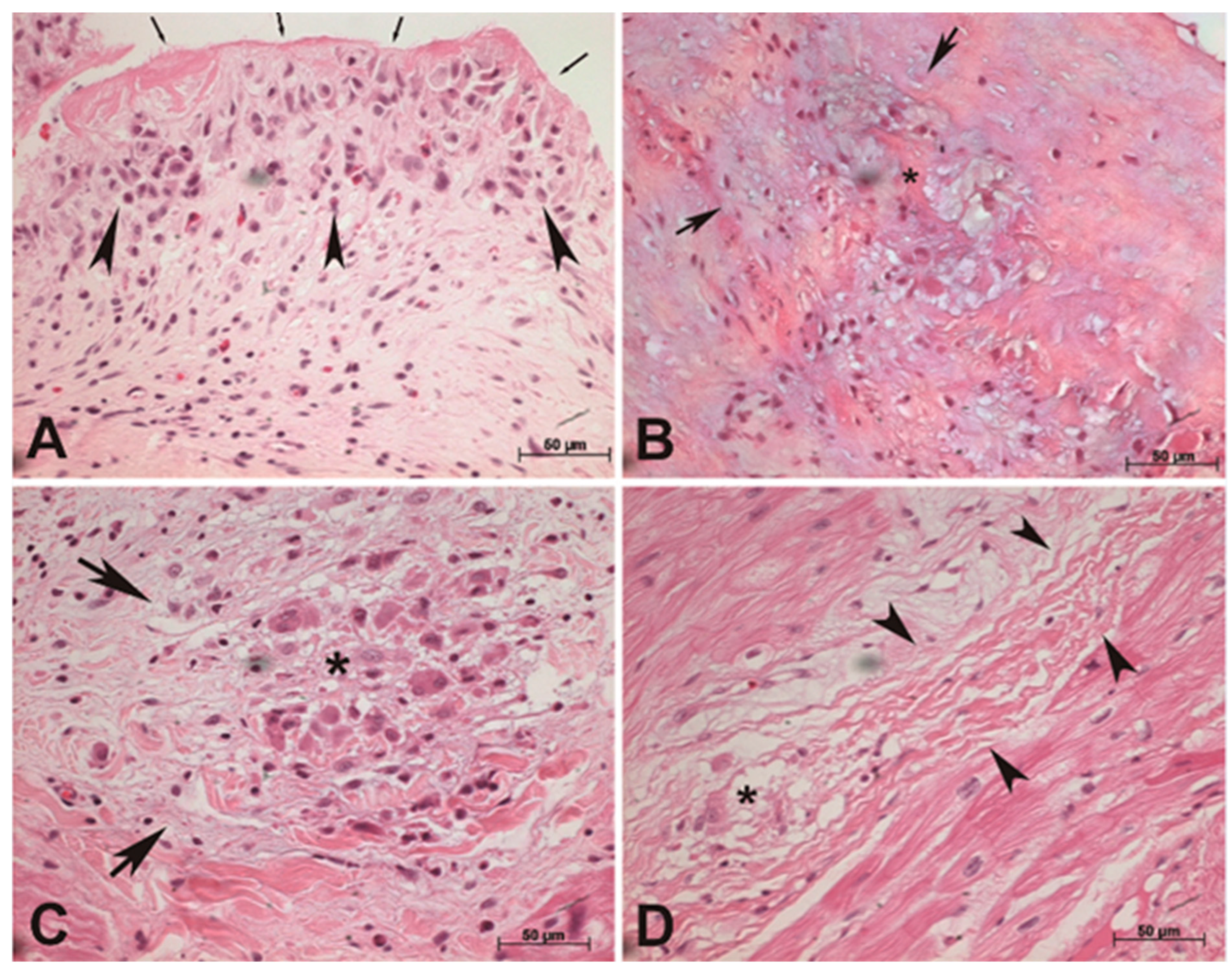 Diagnostics 13 03252 g001 Diagnostics 13 03252 g001