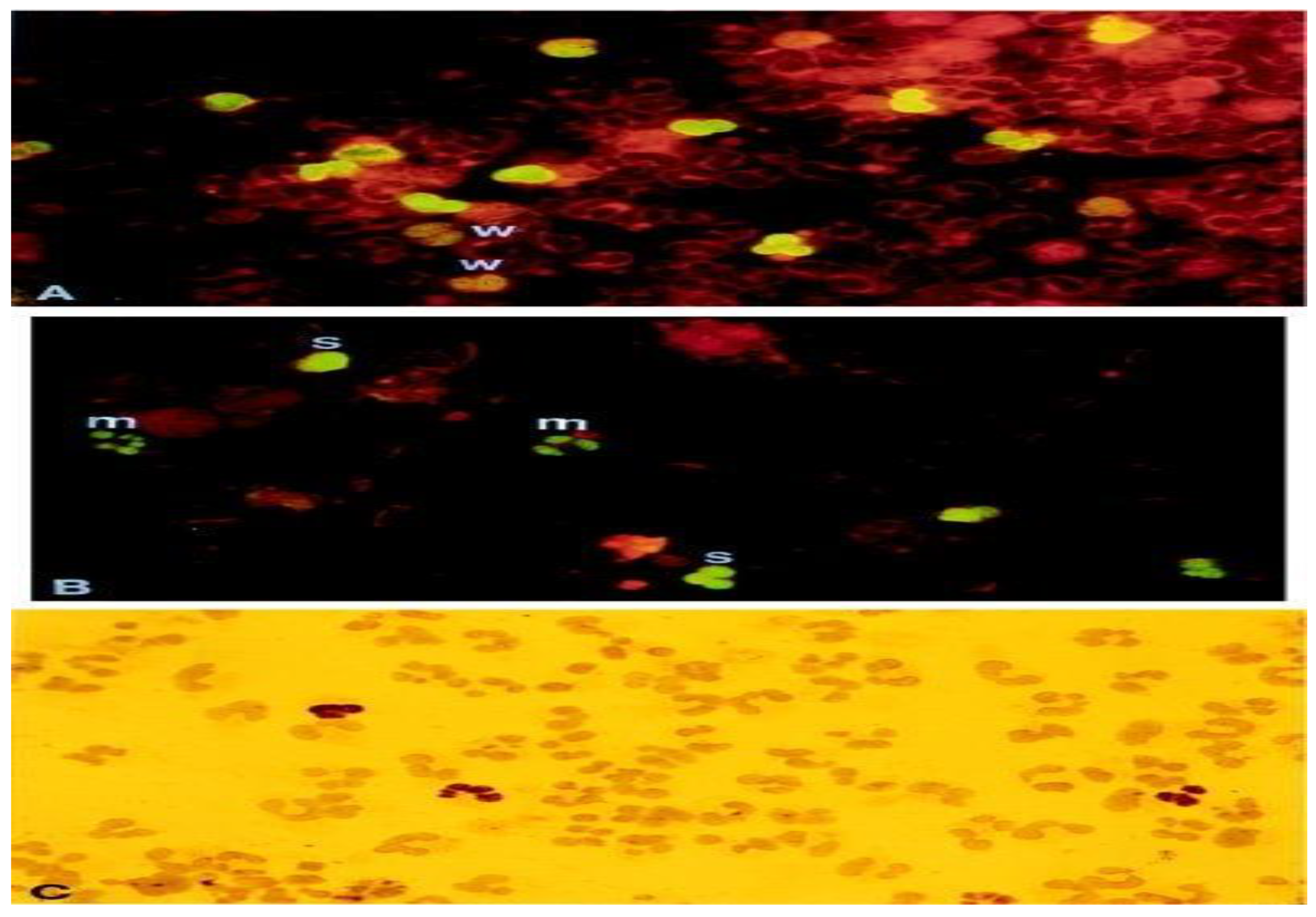 Diagnostics 13 03310 g002 Diagnostics 13 03310 g002