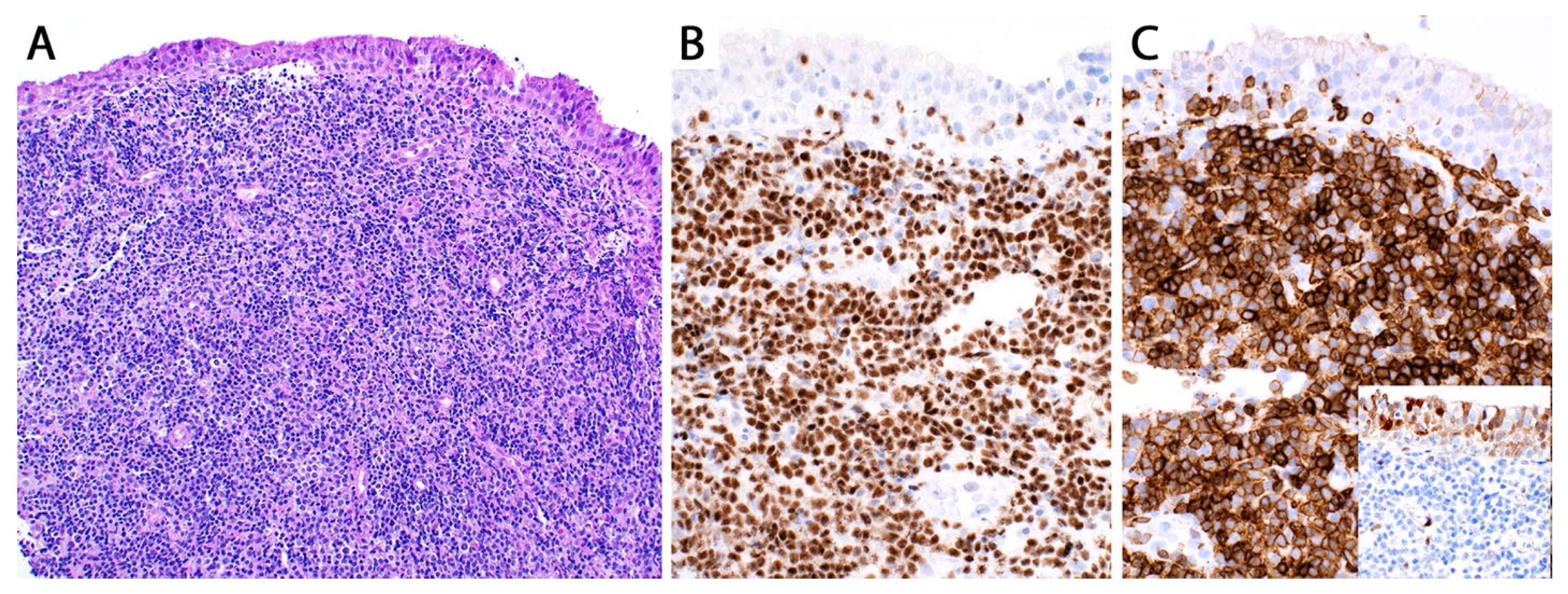 Diagnostics 13 03321 g007