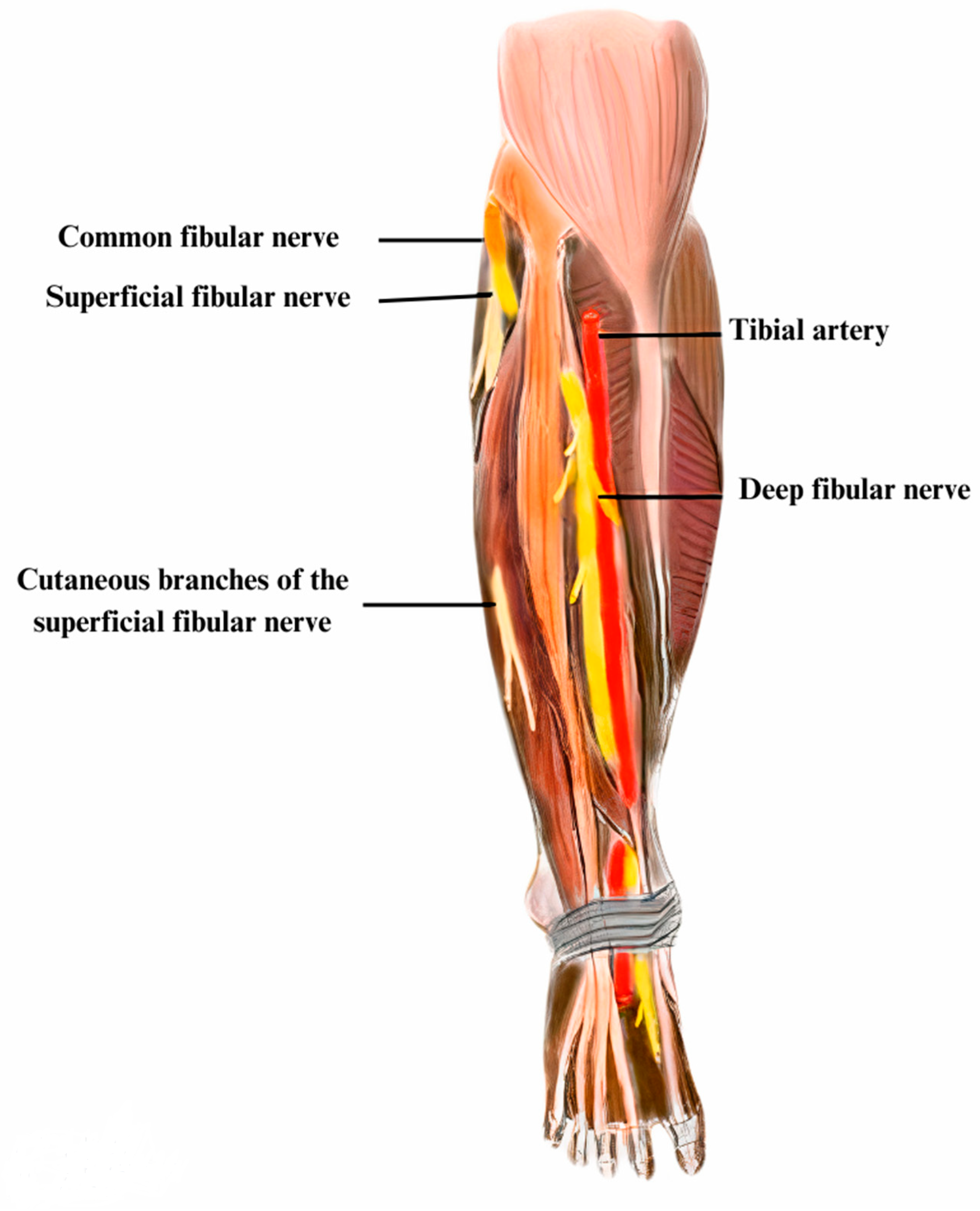 Sciatic nerve: Origin, course and branches