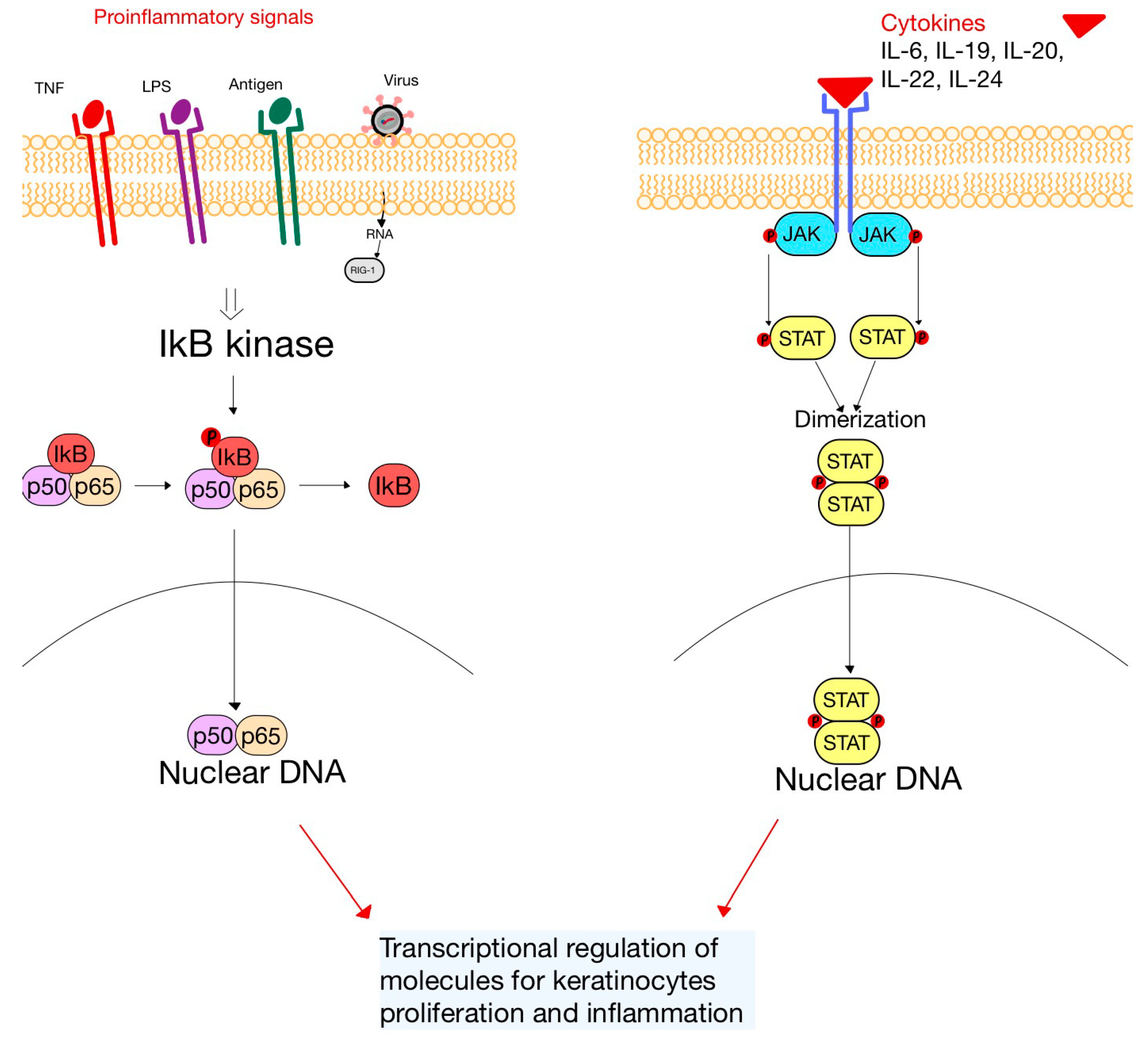 Diagnostics 13 03398 g005 Diagnostics 13 03398 g005