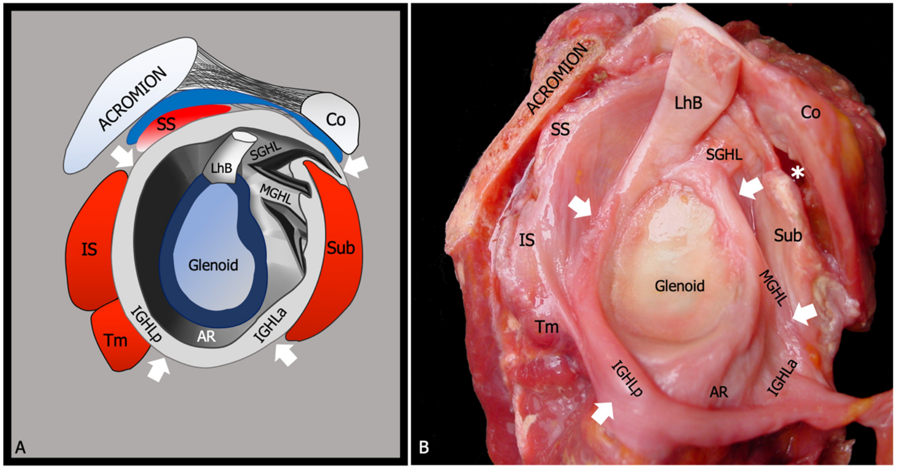 Diagnostics 13 03410 g001 Diagnostics 13 03410 g001
