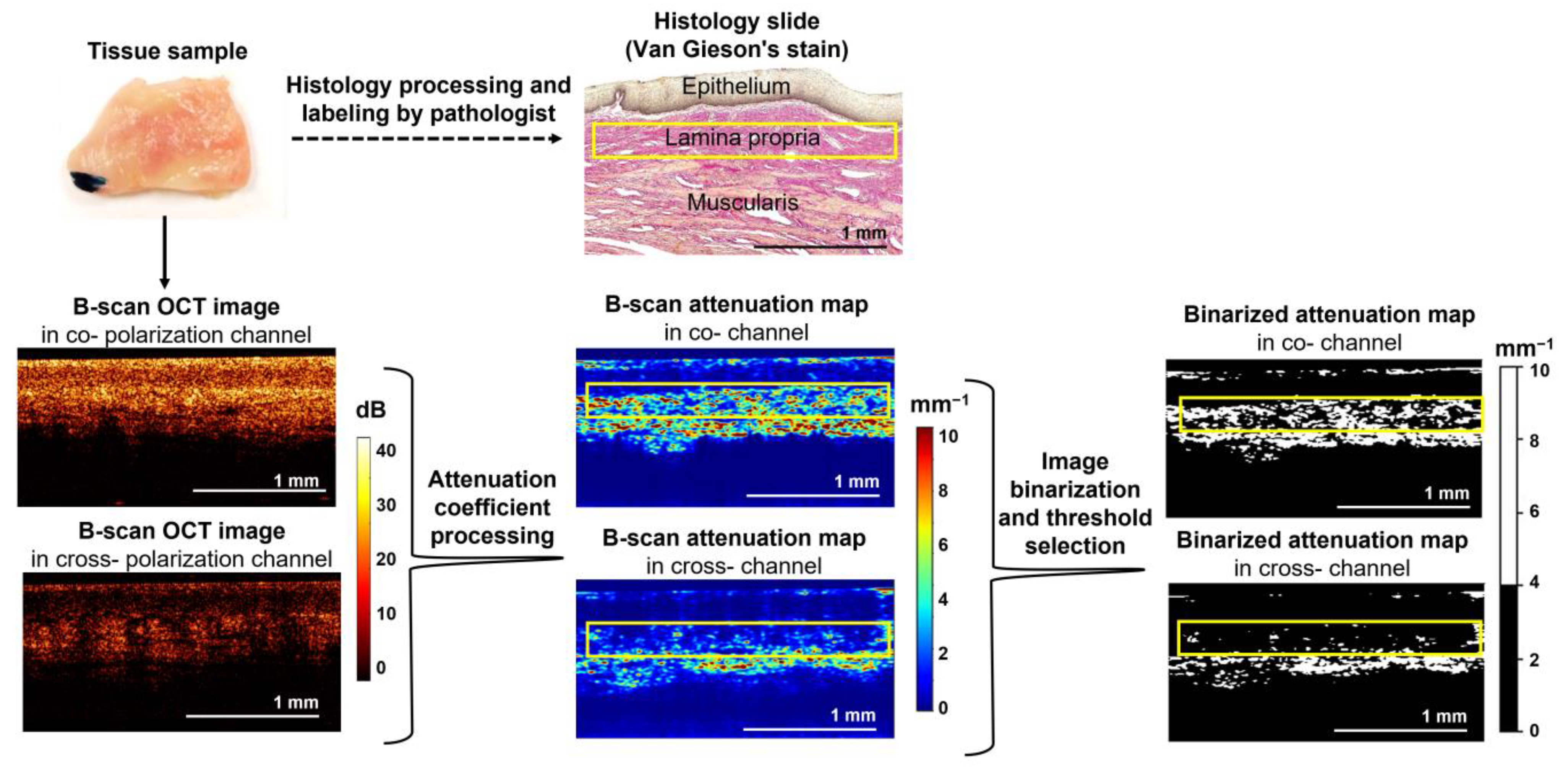Diagnostics 13 03487 g001 Diagnostics 13 03487 g001