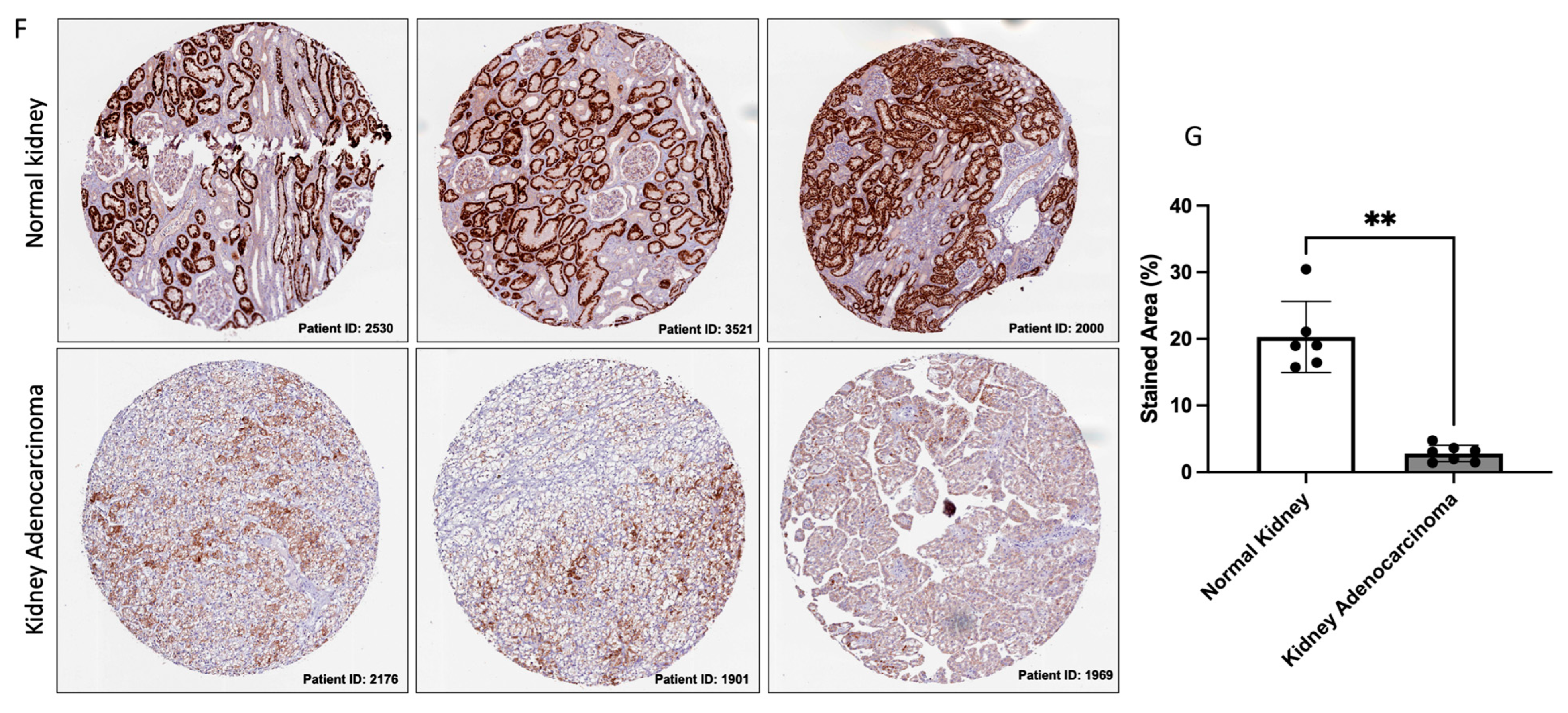 Diagnostics 13 03505 g002b