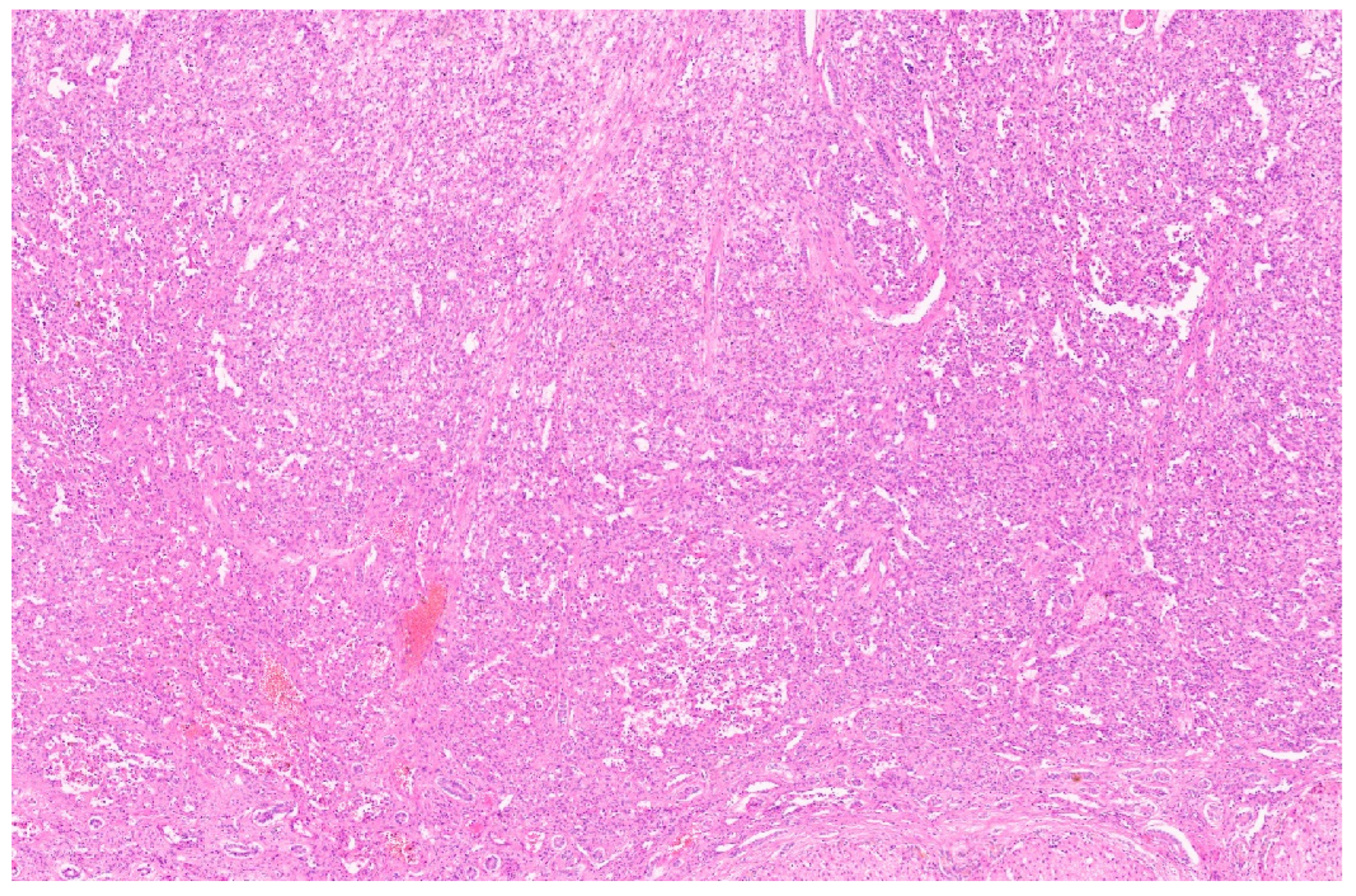 Diagnostics 13 03524 g004