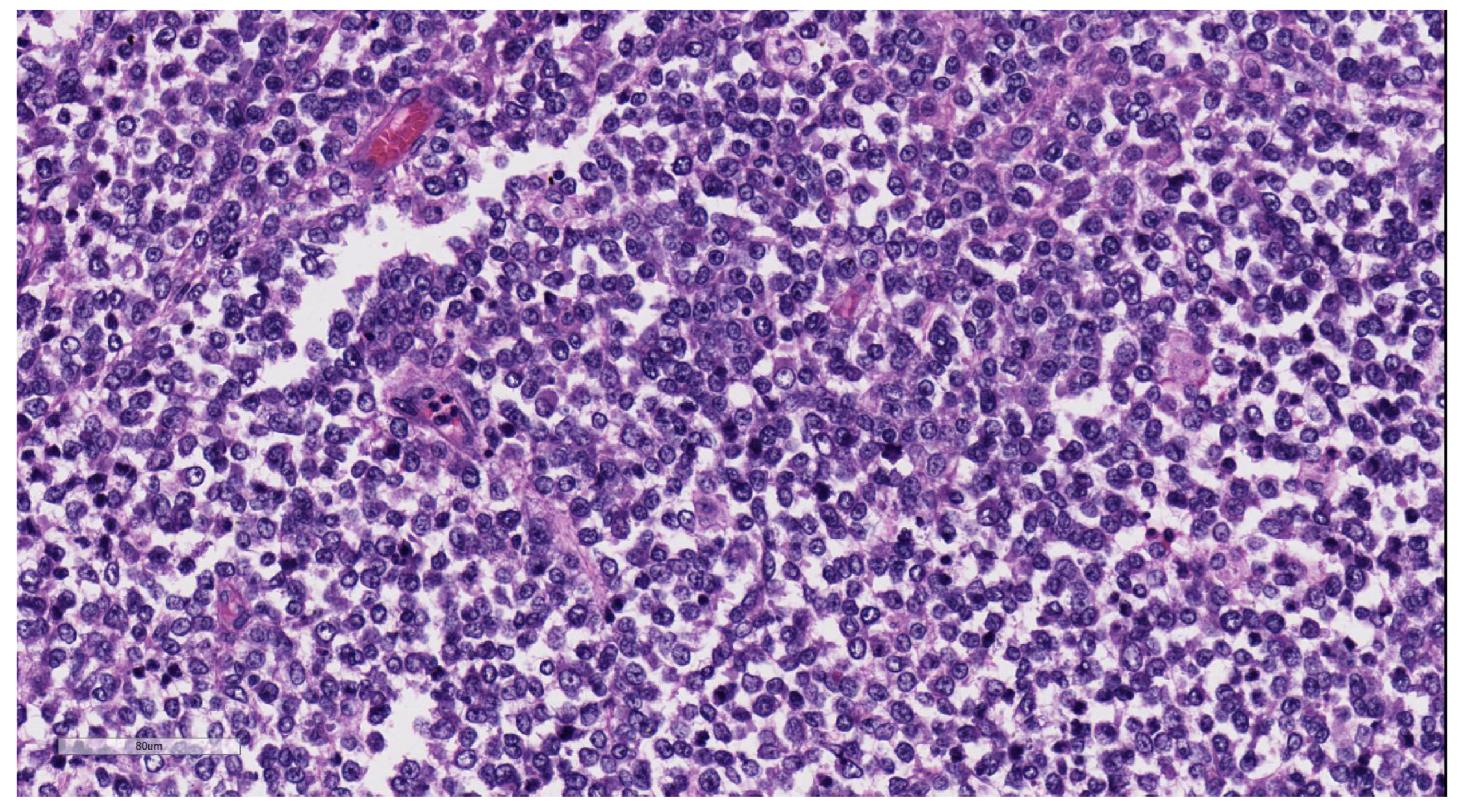 Diagnostics 13 03524 g016