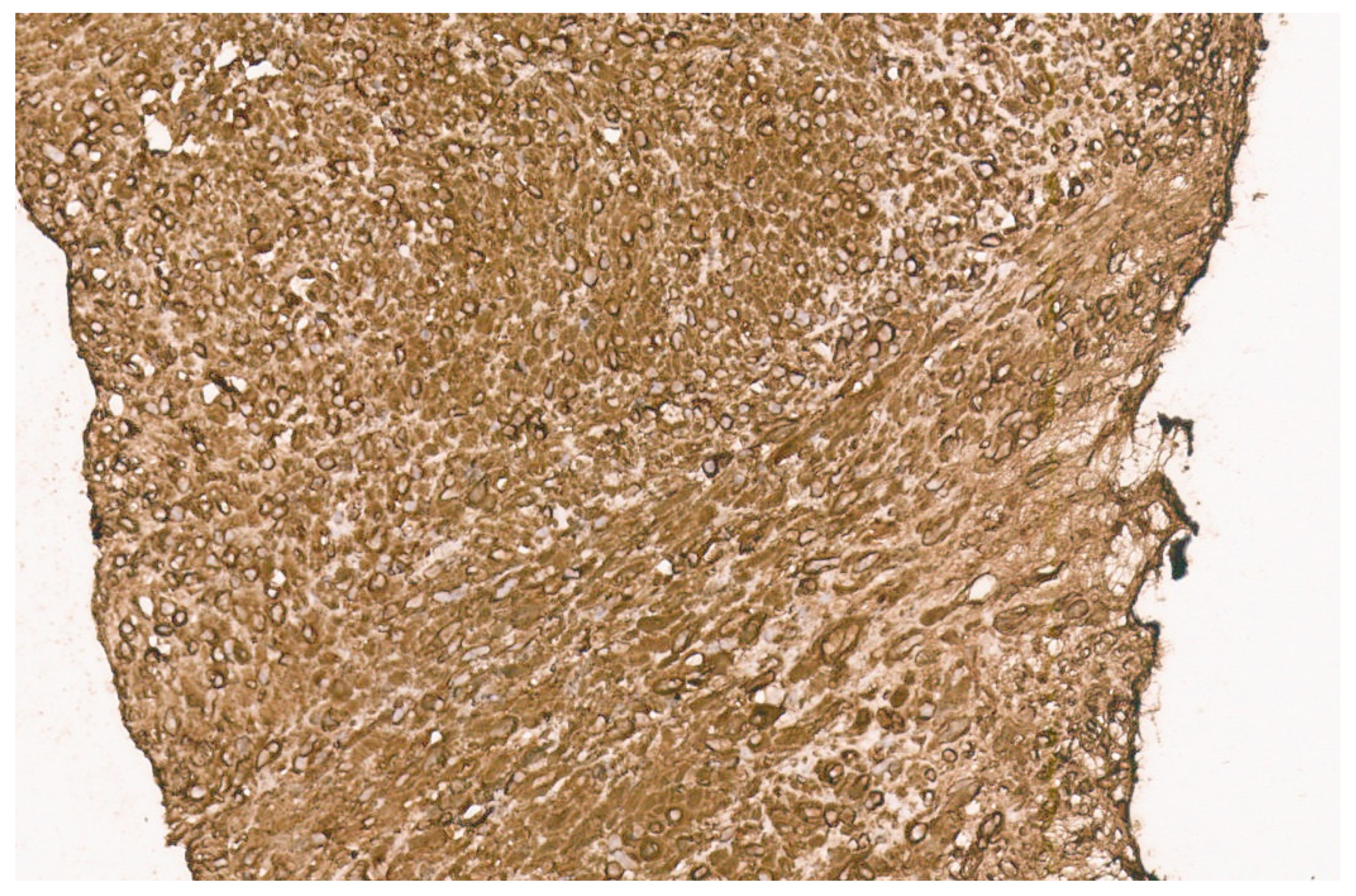 Diagnostics 13 03524 g020