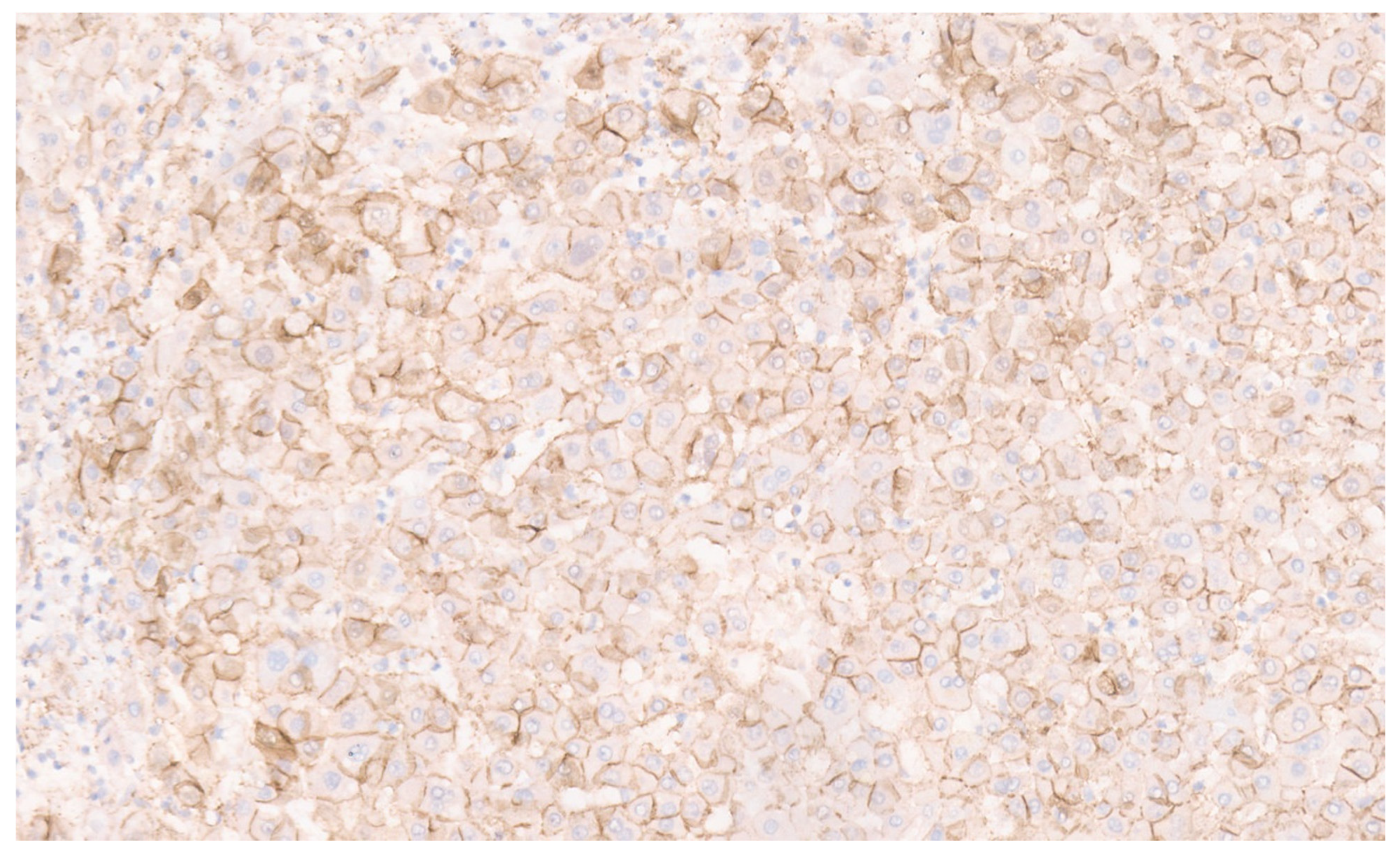 Diagnostics 13 03524 g024