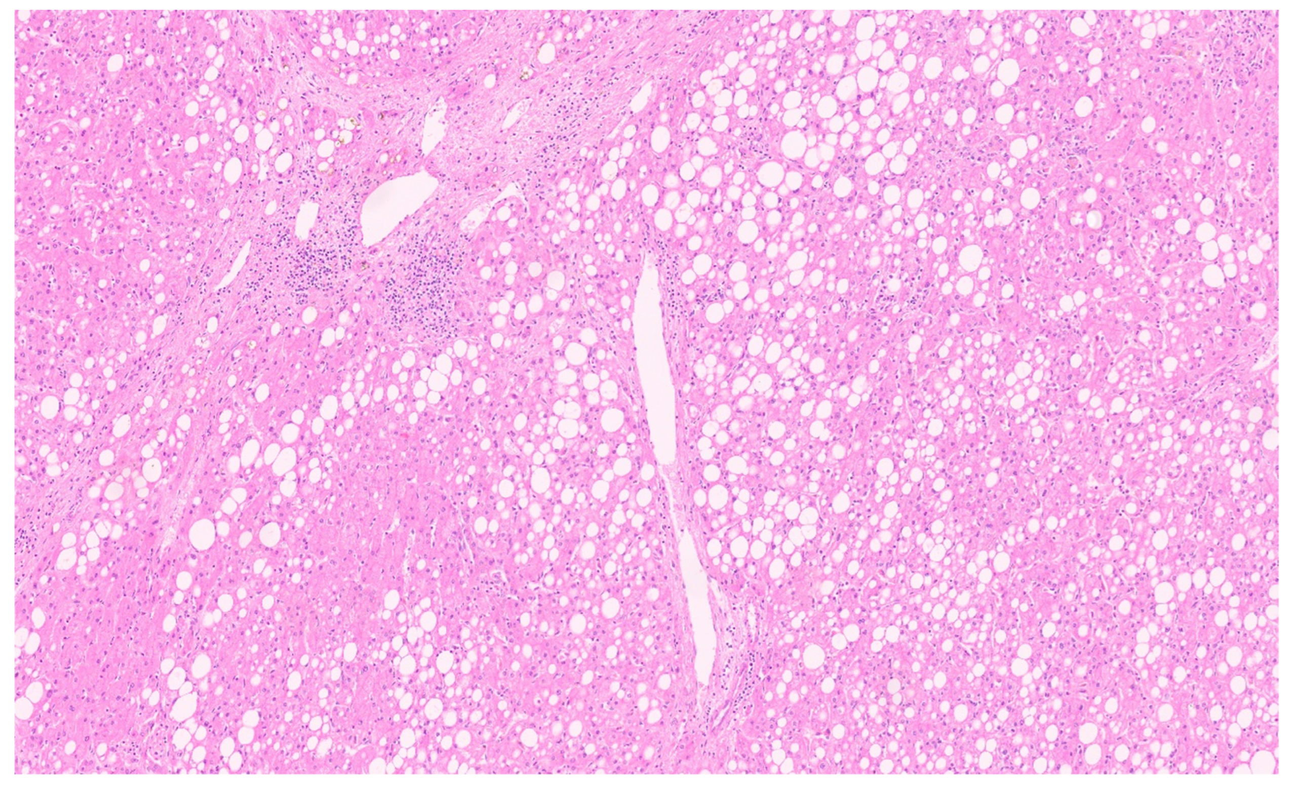 Diagnostics 13 03524 g026