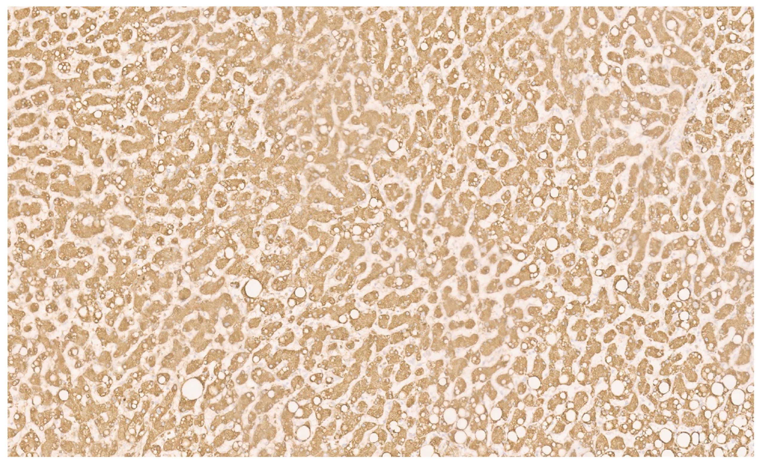 Diagnostics 13 03524 g027