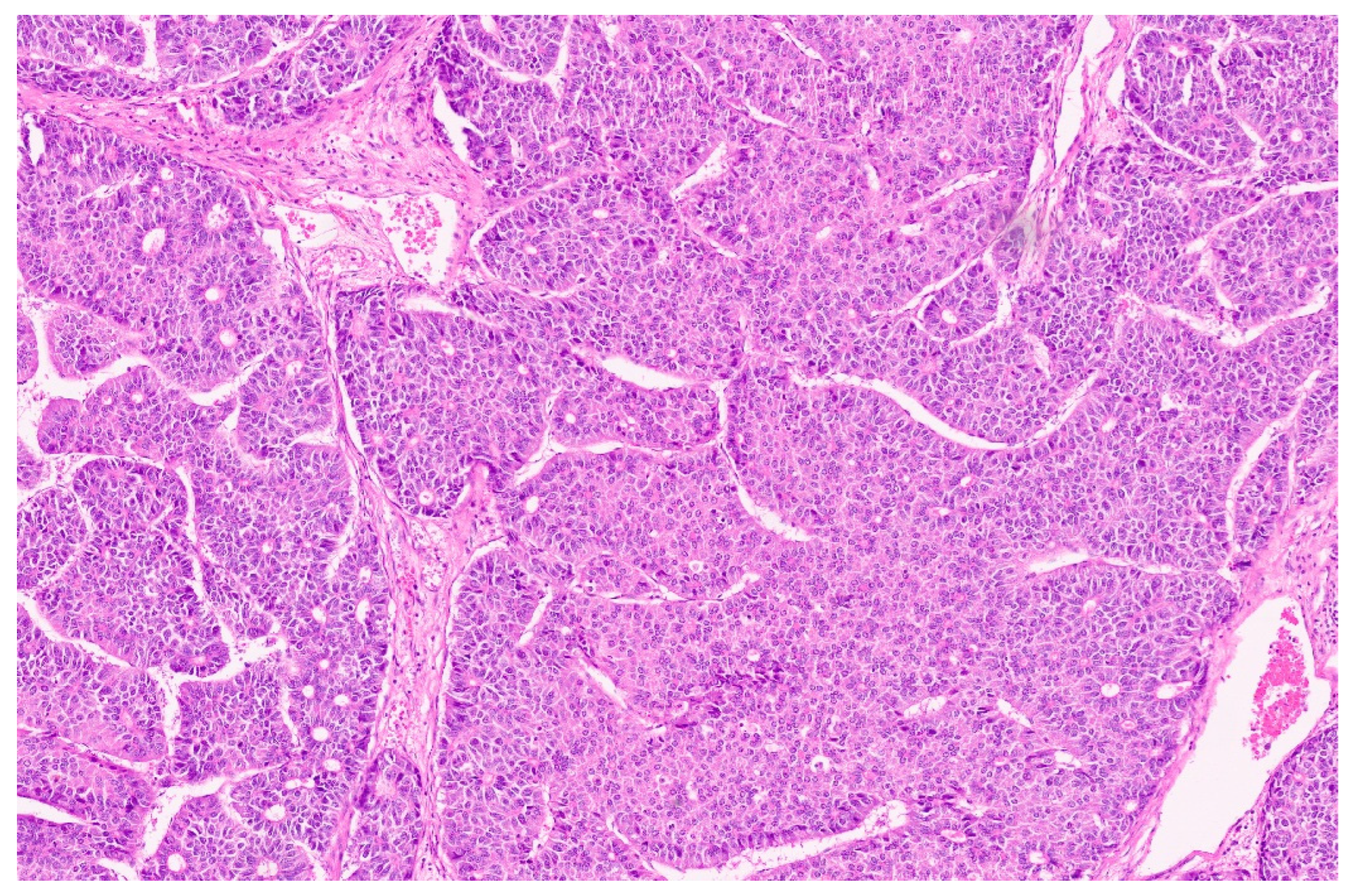 Diagnostics 13 03524 g039