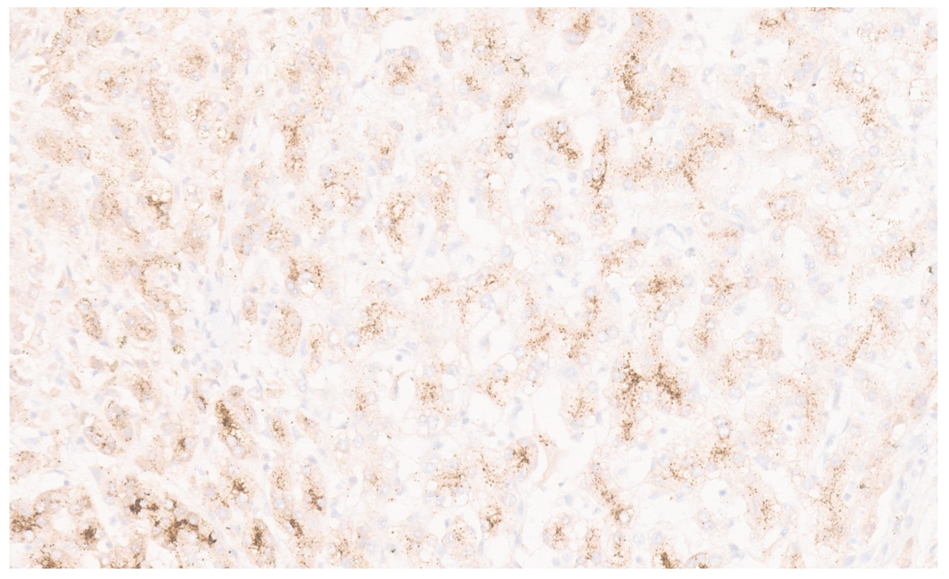 Diagnostics 13 03524 g046