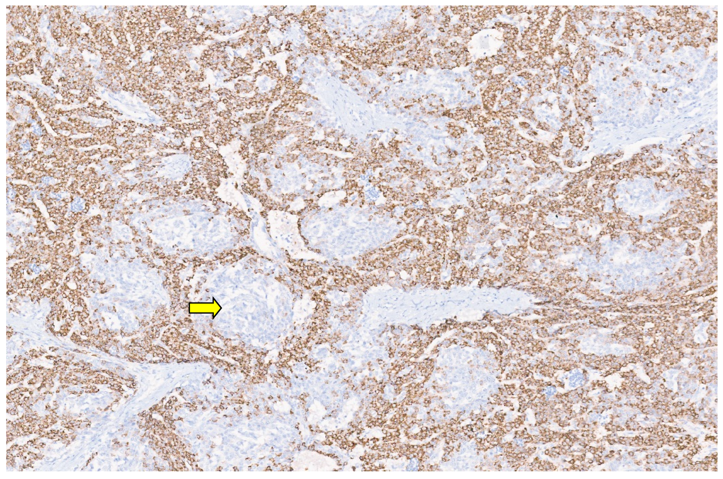 Diagnostics 13 03524 g048