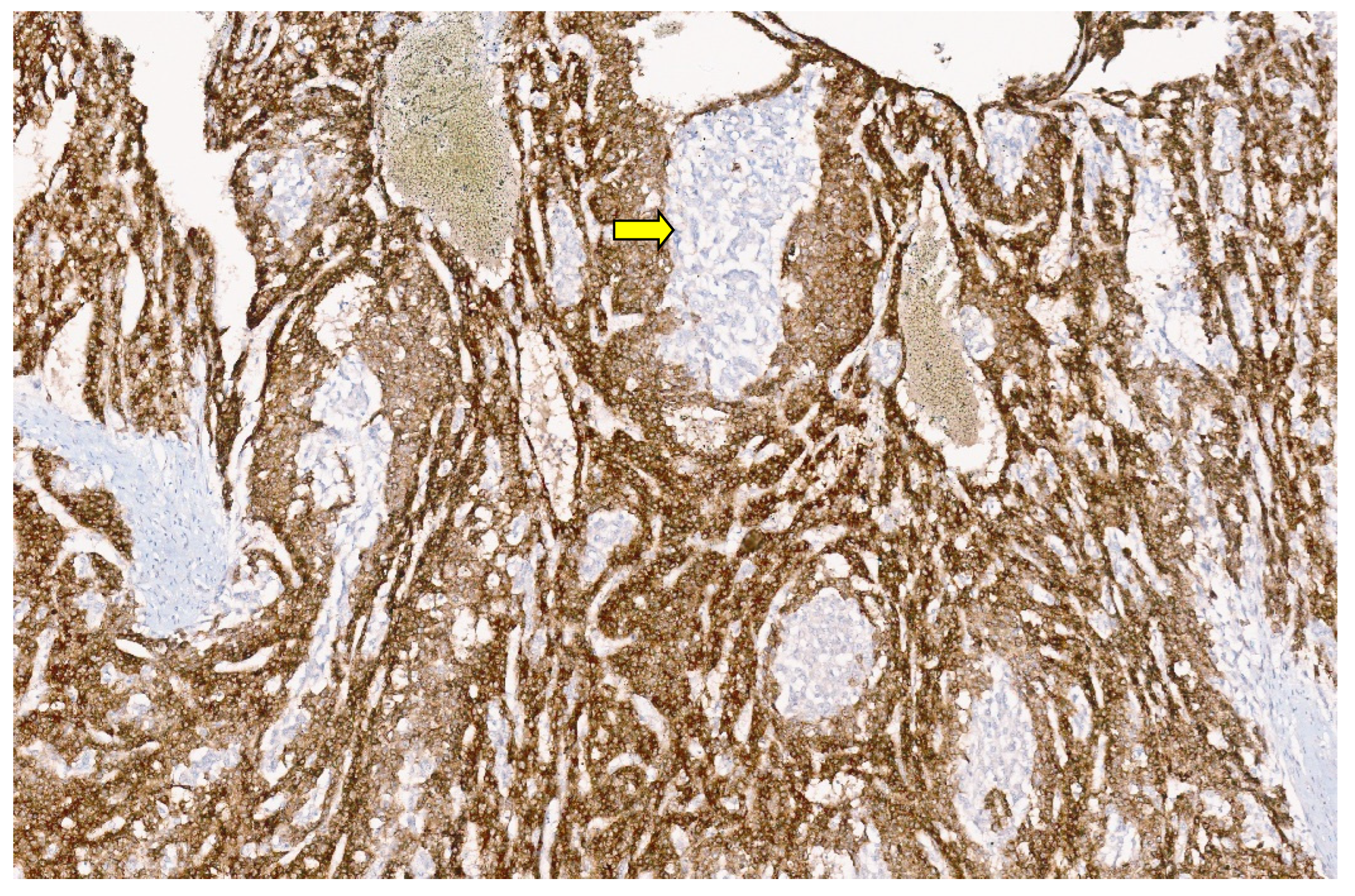 Diagnostics 13 03524 g049