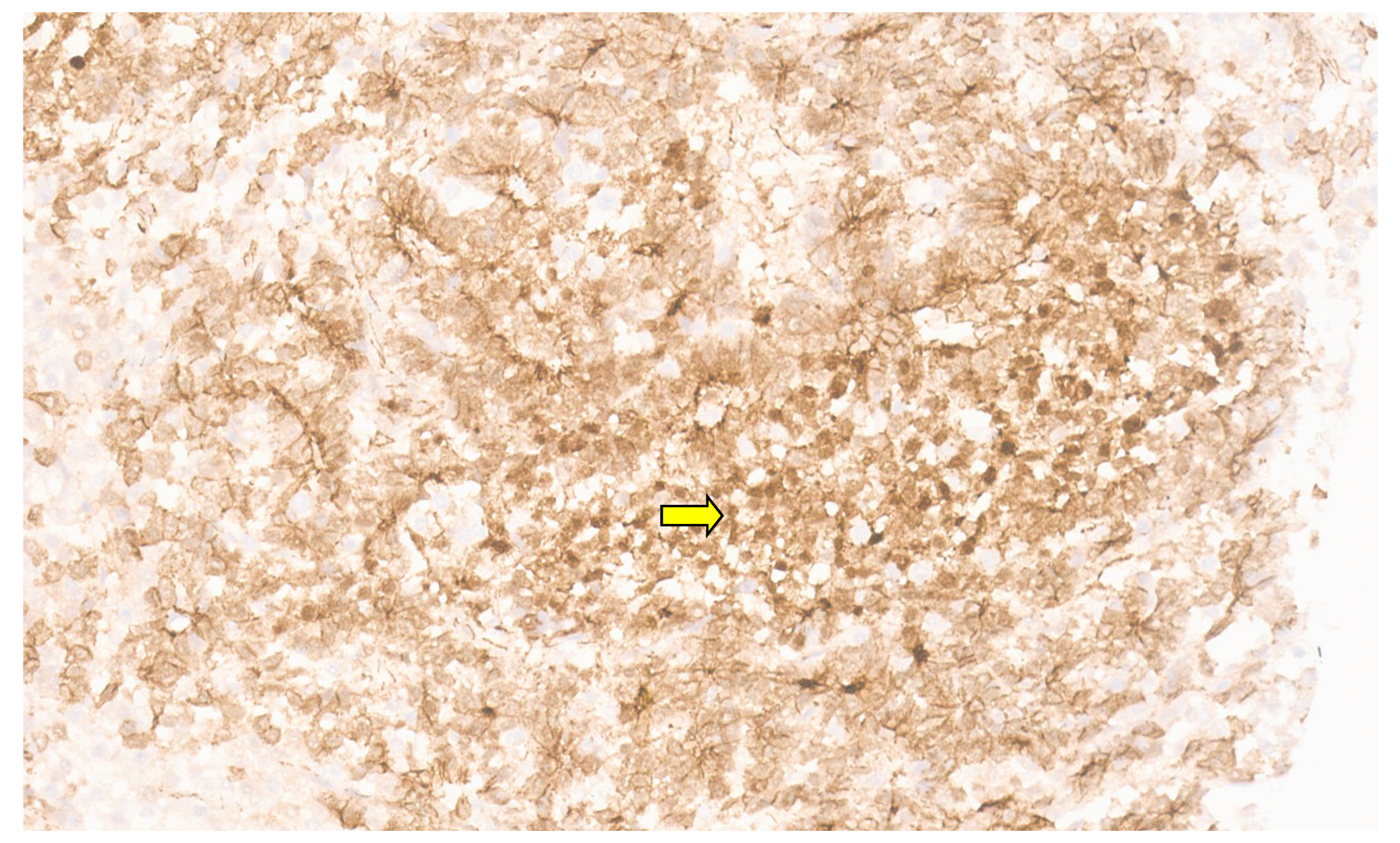 Diagnostics 13 03524 g050