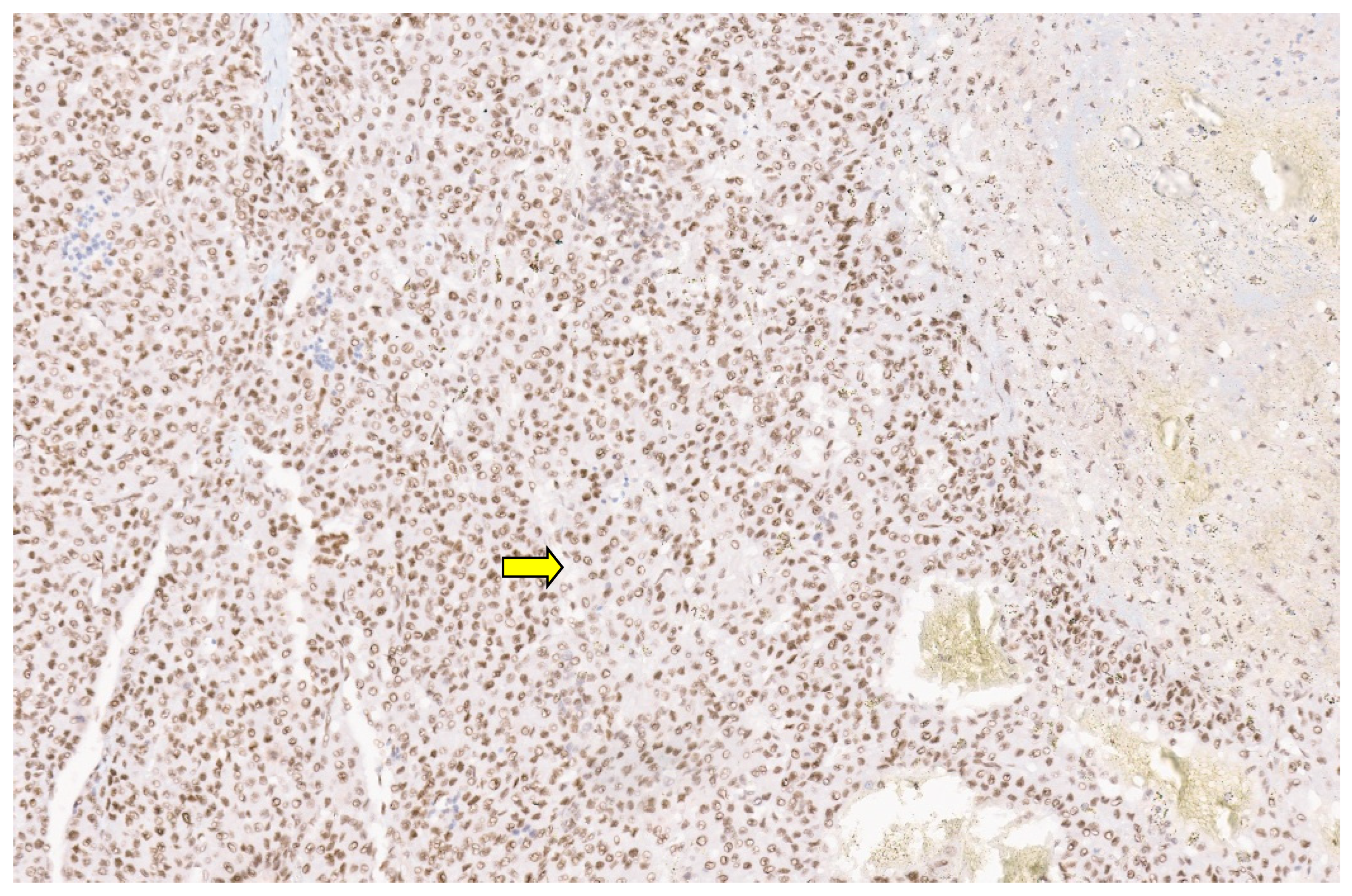 Diagnostics 13 03524 g051