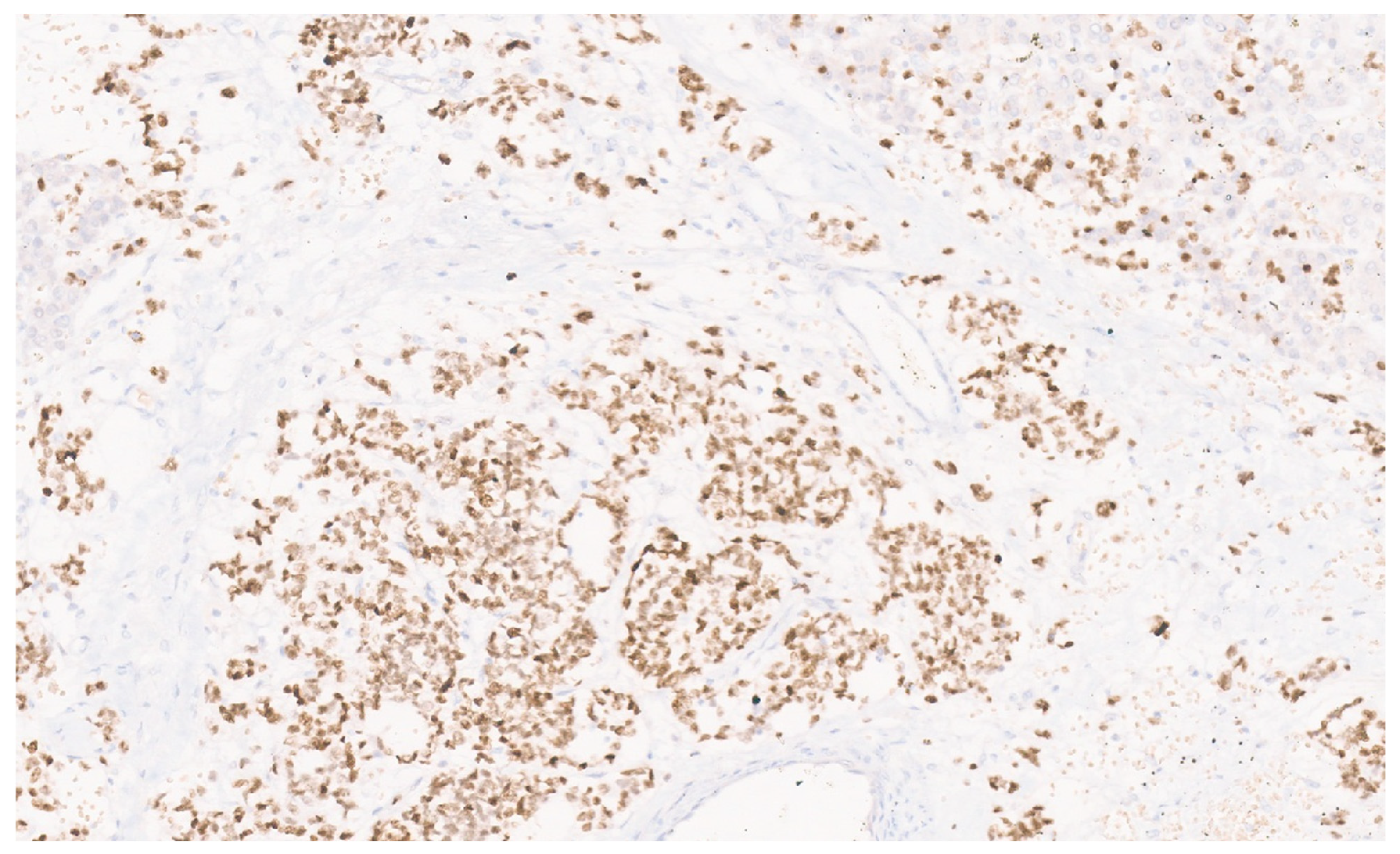 Diagnostics 13 03524 g053