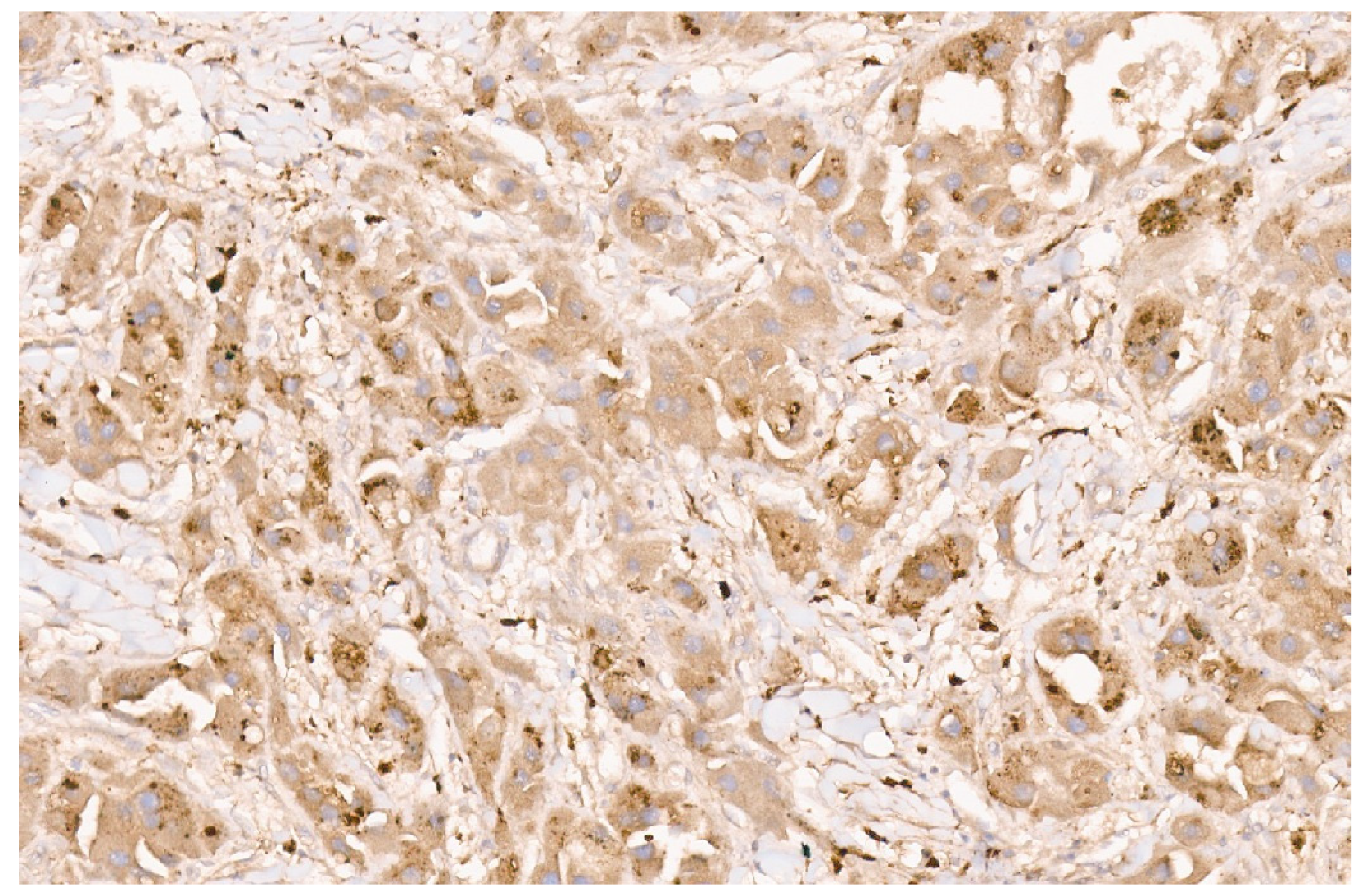 Diagnostics 13 03524 g057