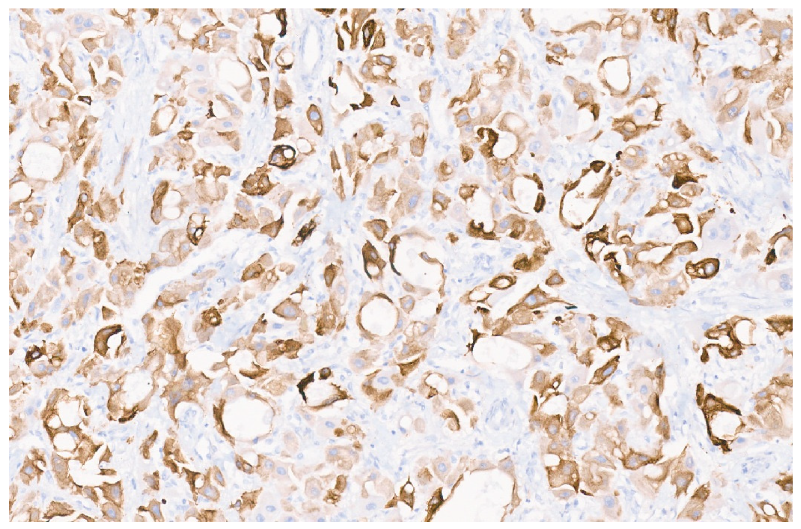 Diagnostics 13 03524 g058