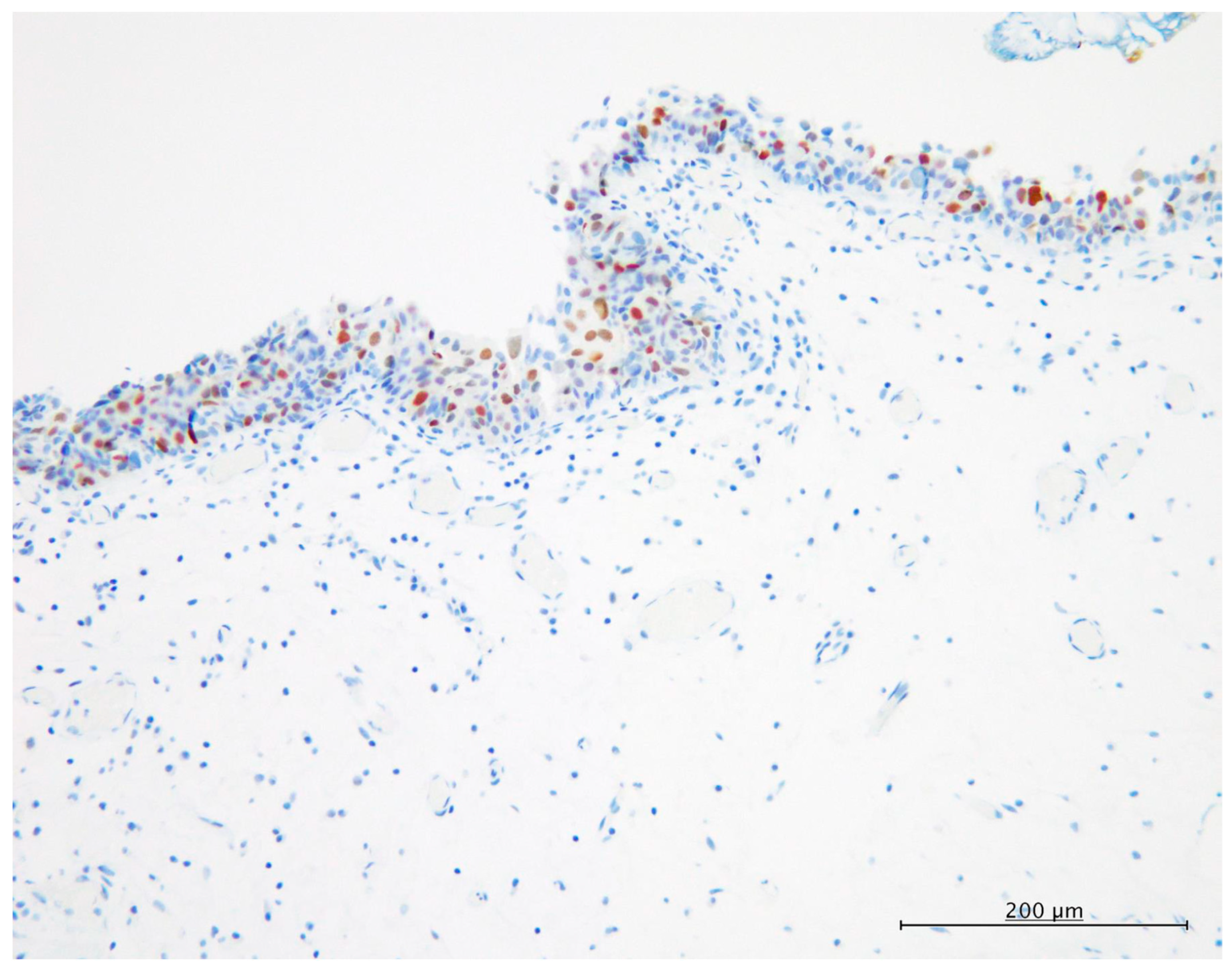 Diagnostics 13 03636 g002