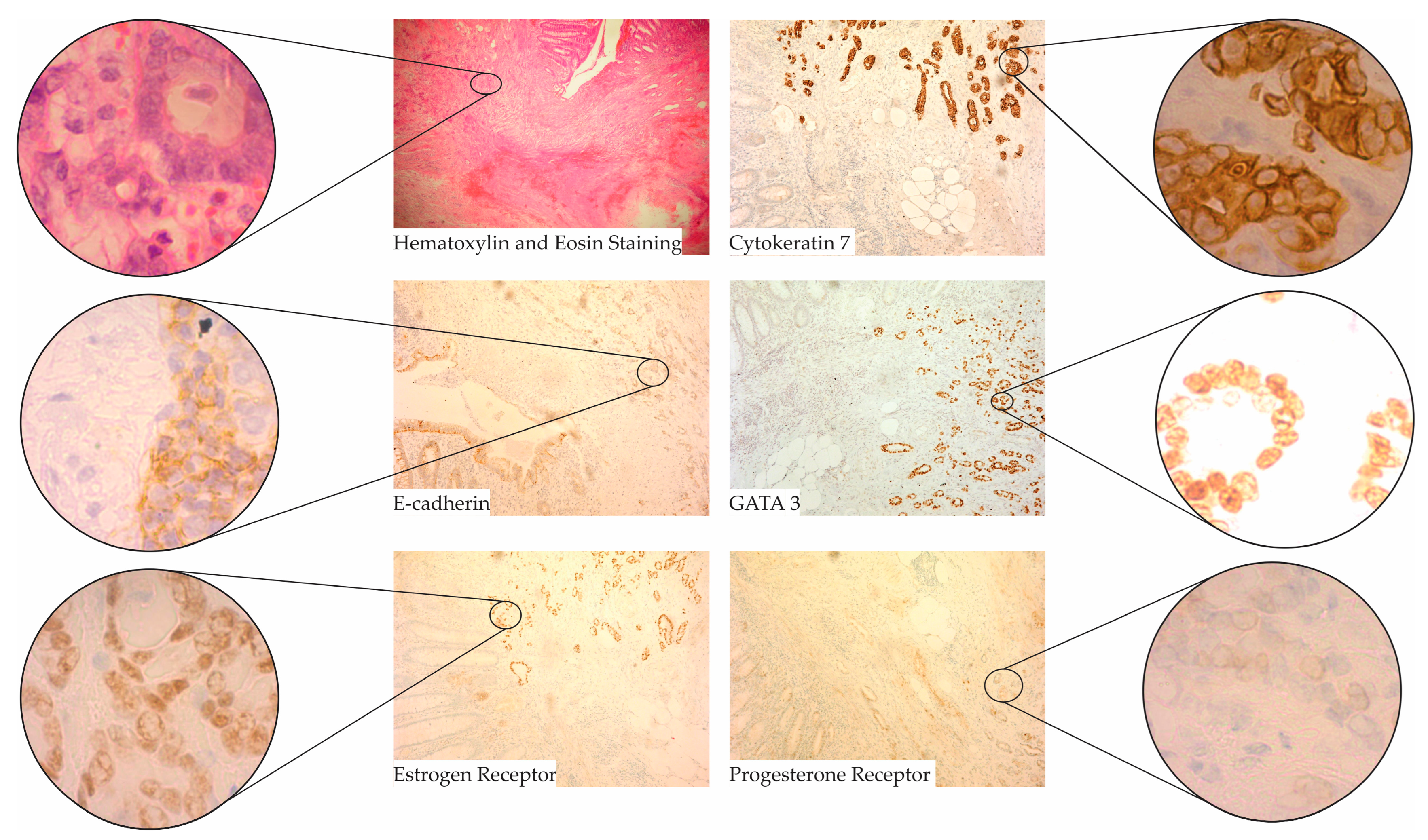 Diagnostics 13 03657 g002 Diagnostics 13 03657 g002