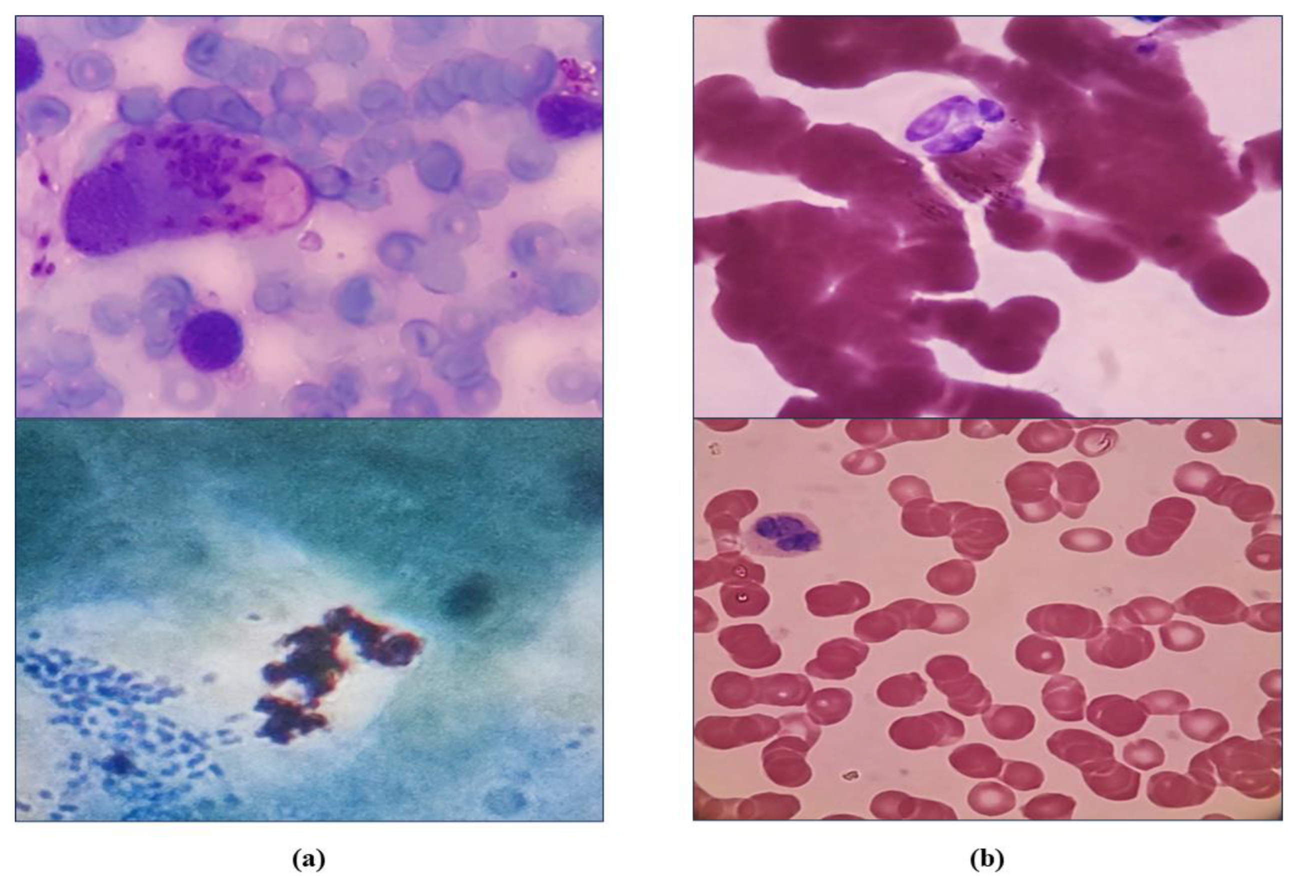 Diagnostics 14 00012 g002