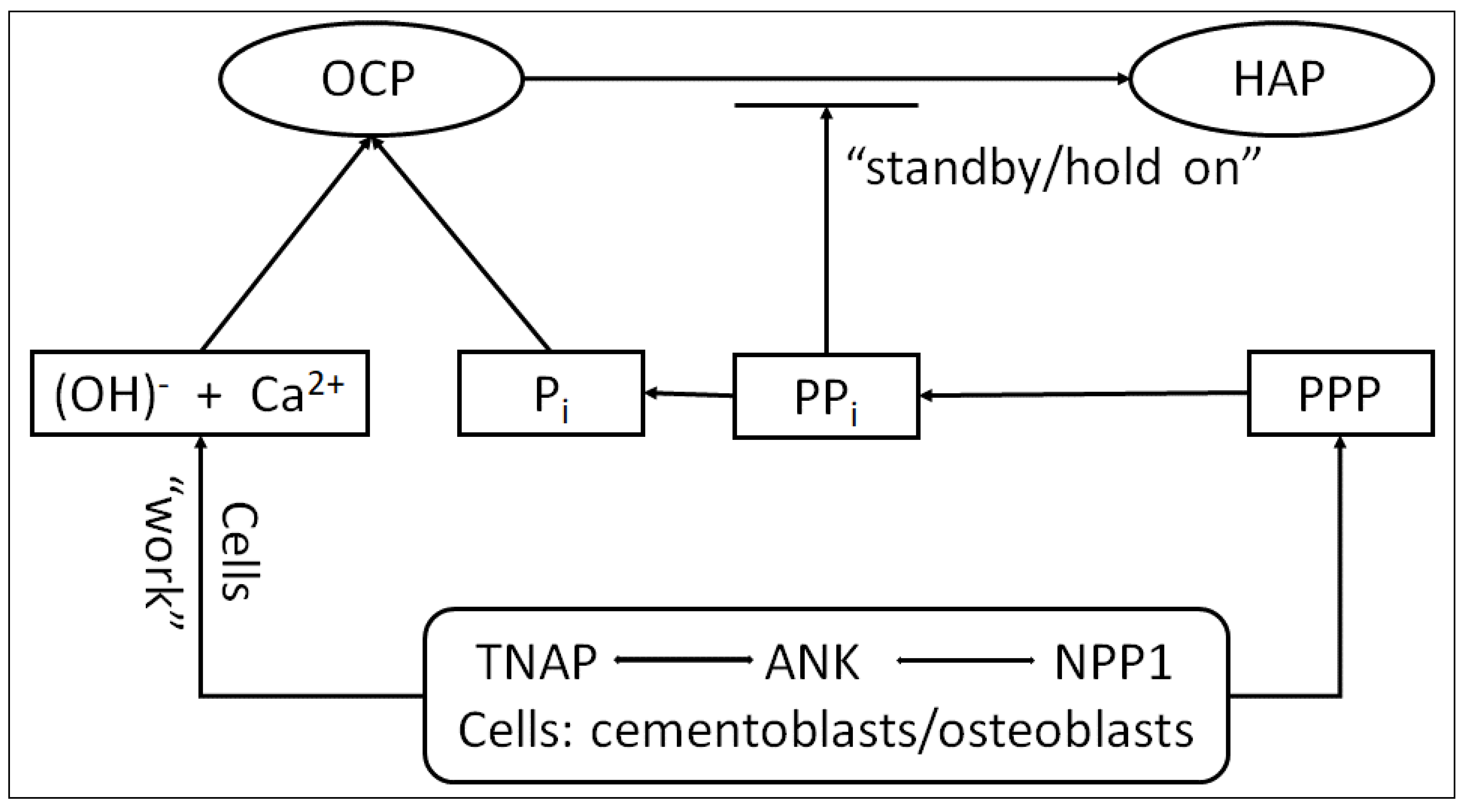 Diagnostics 14 00066 g006 Diagnostics 14 00066 g006