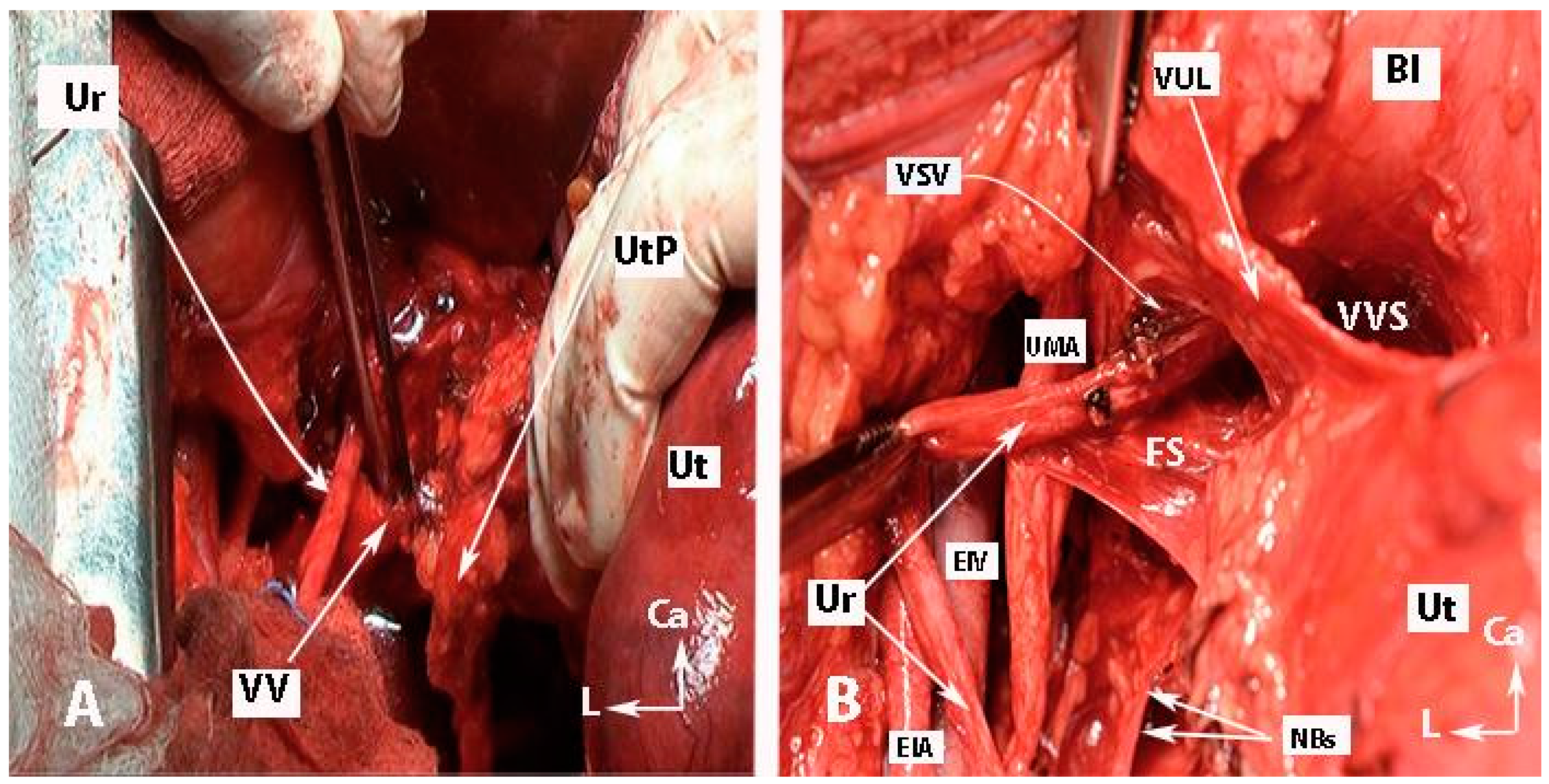 Diagnostics 14 00083 g010