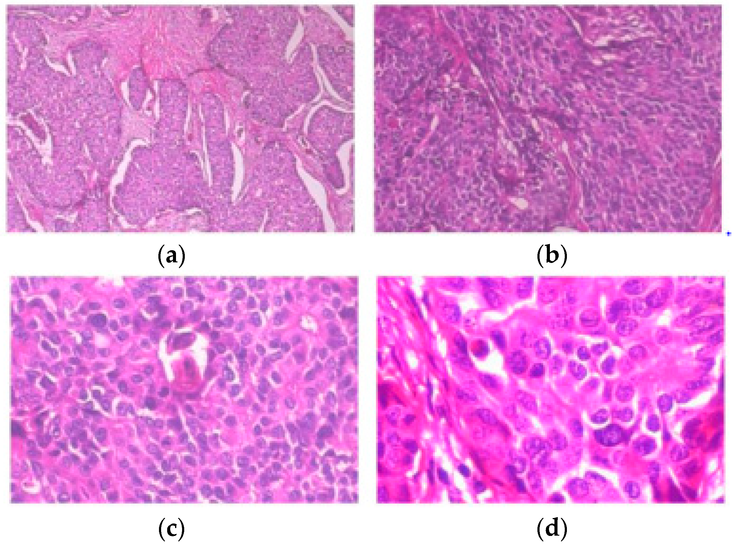 Diagnostics 14 00095 g003