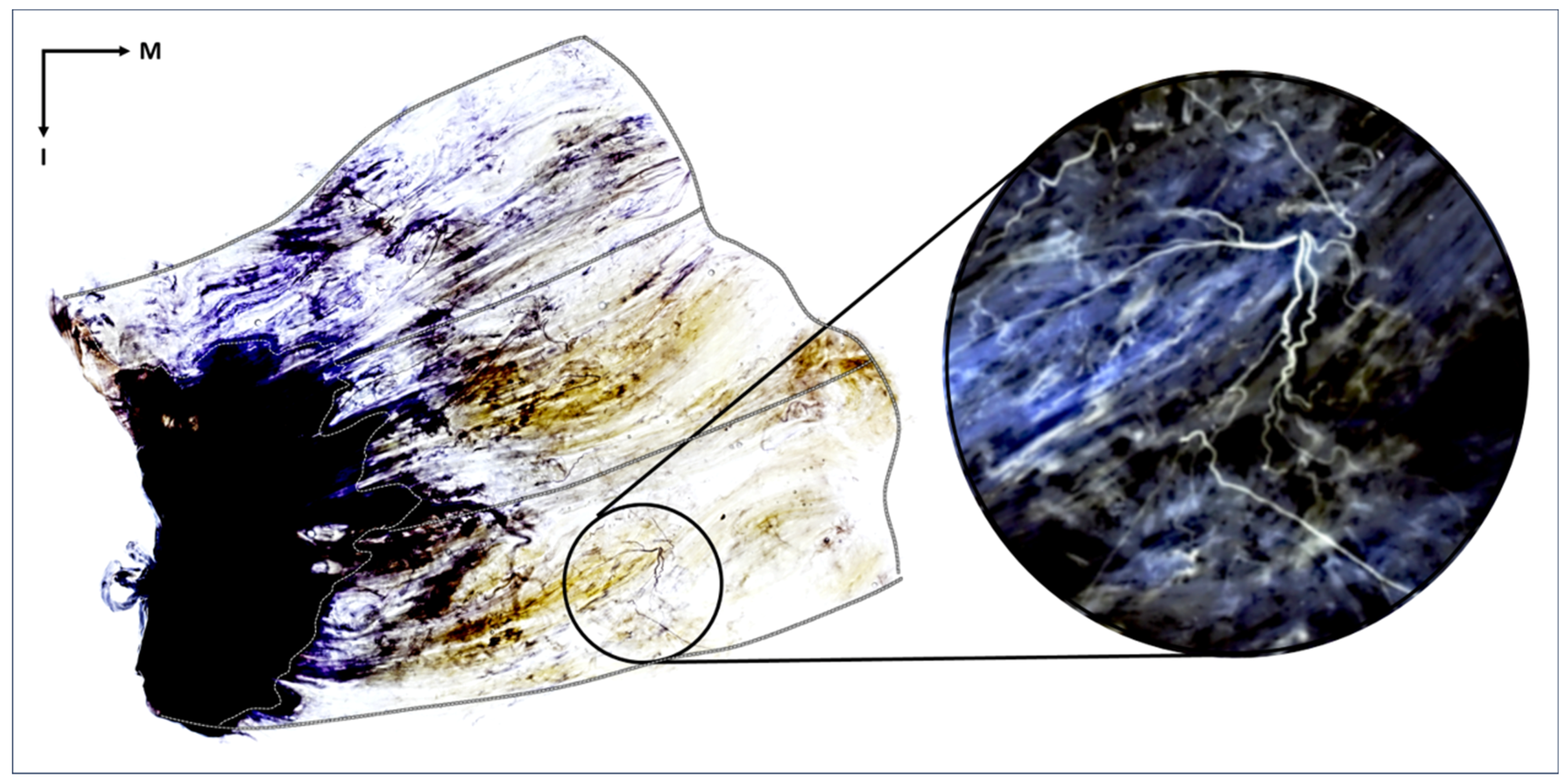 Diagnostics 14 00140 g001