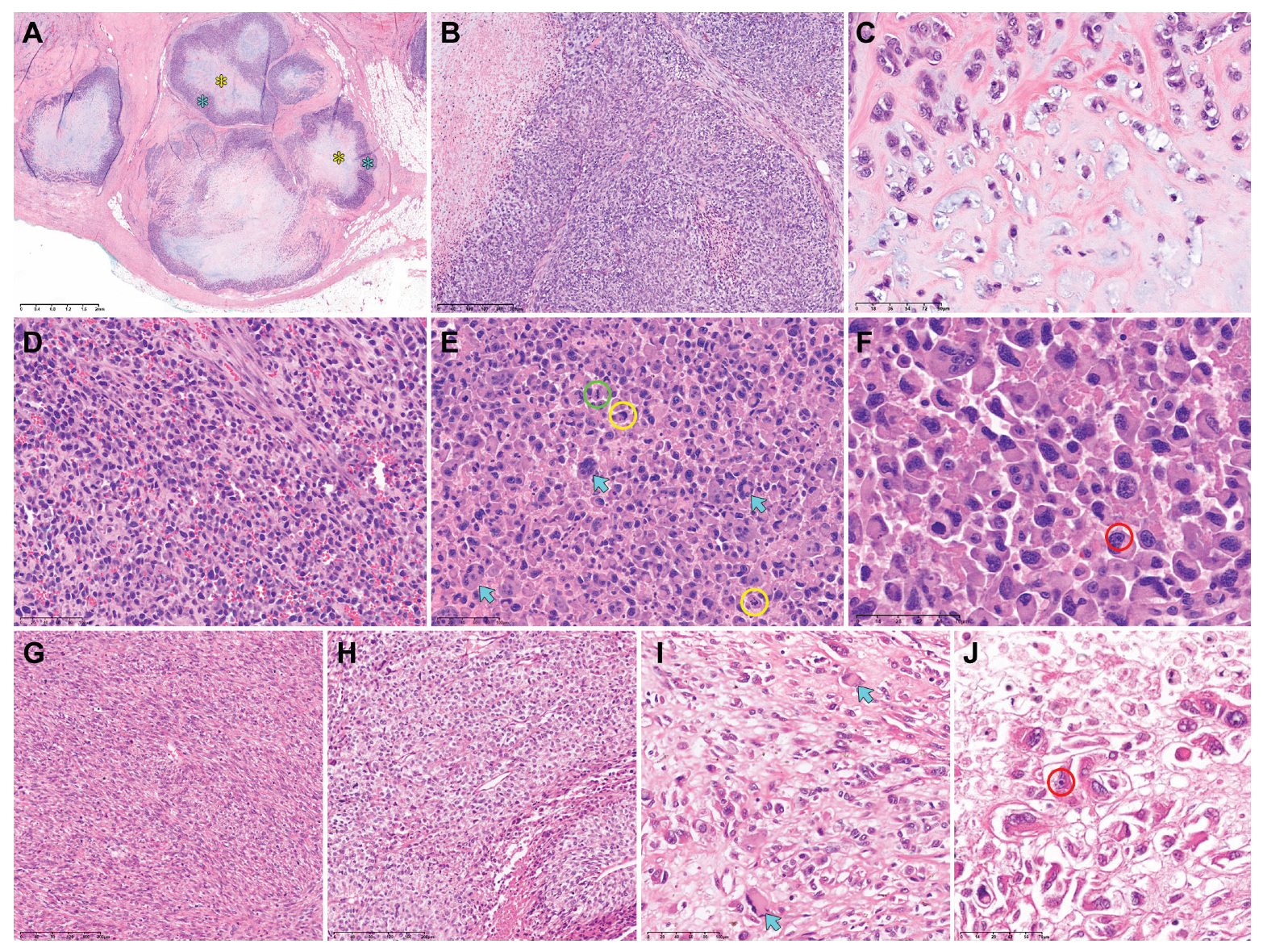 Diagnostics 14 00160 g002