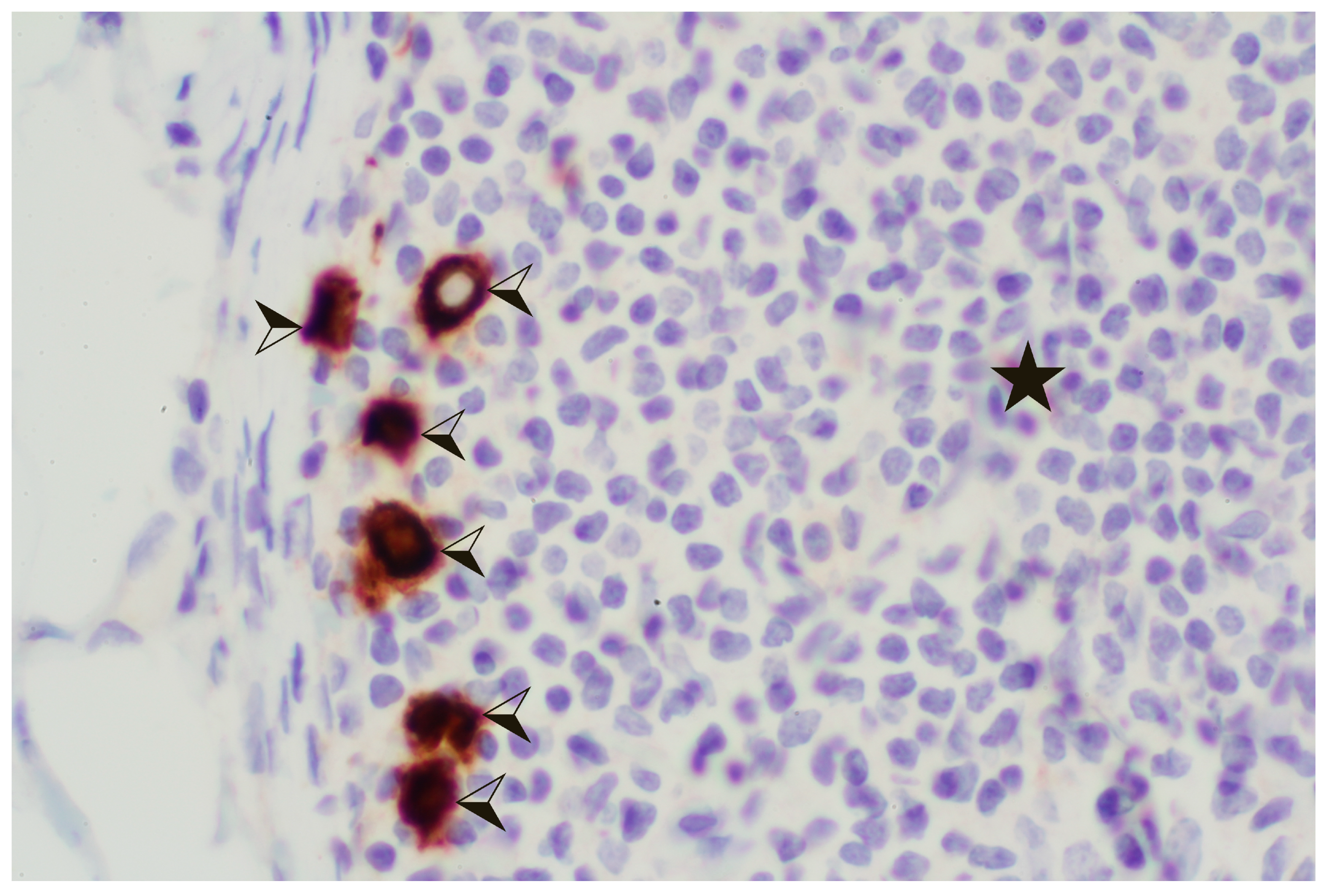 Diagnostics 14 00252 g004