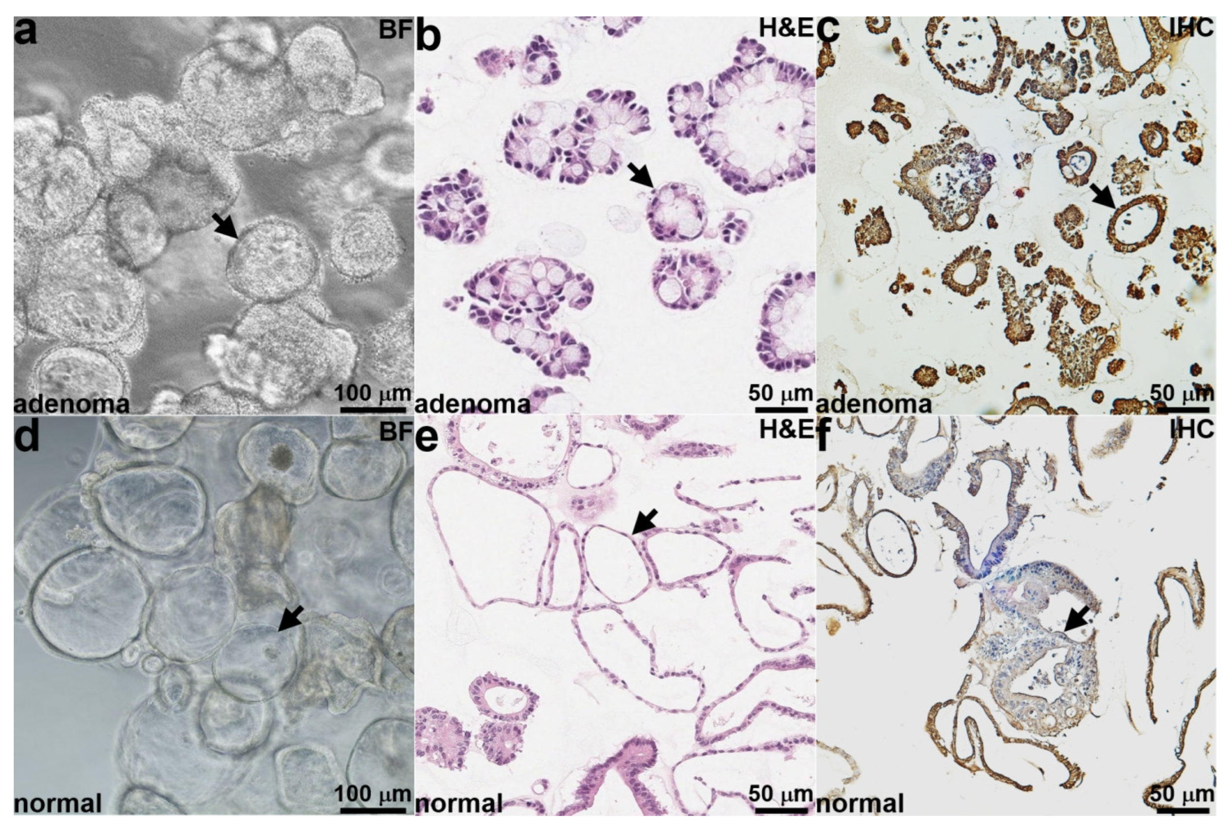 Diagnostics 14 00273 g001