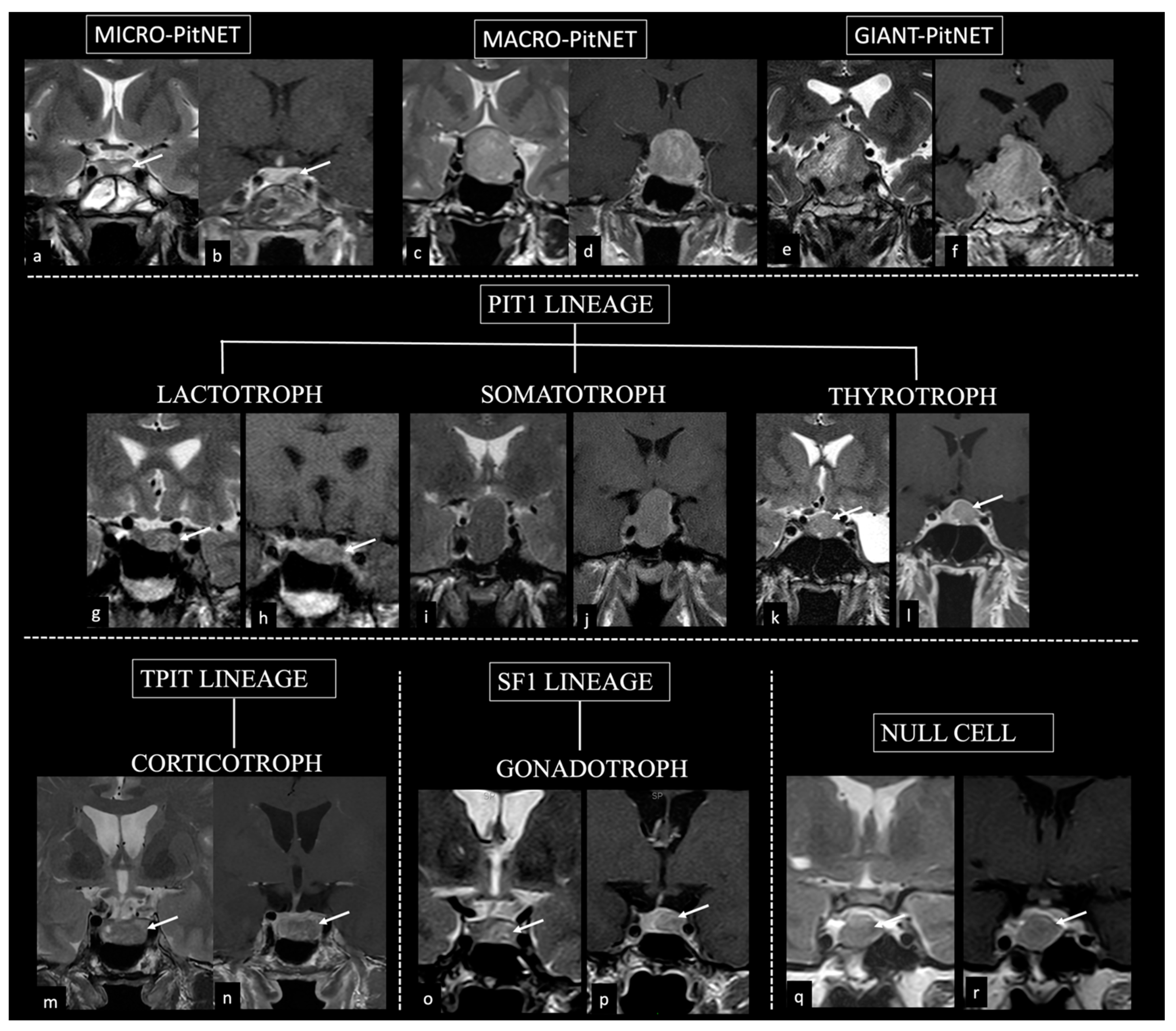 Diagnostics 14 00274 g001 Diagnostics 14 00274 g001
