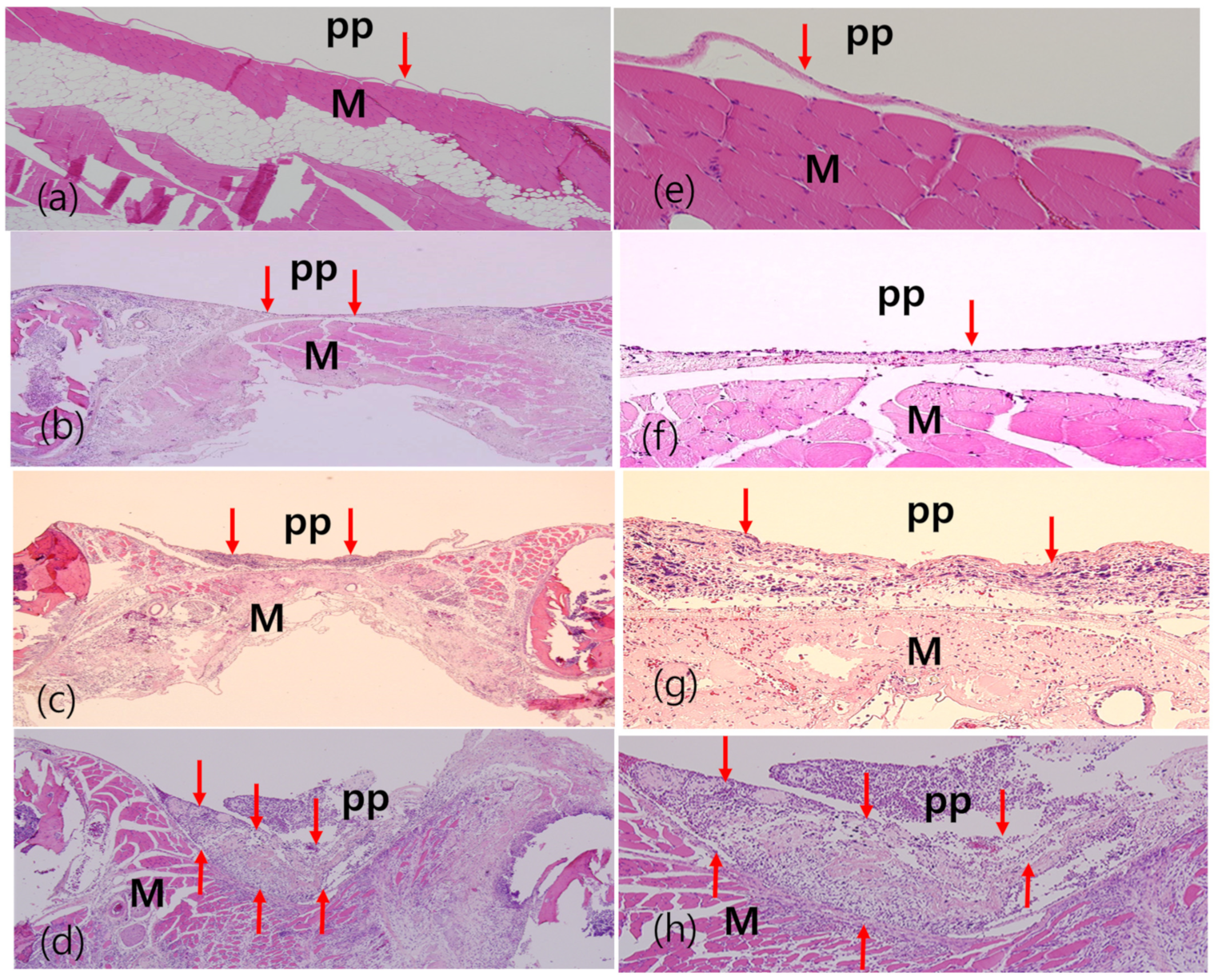 Diagnostics 14 00292 g008 Diagnostics 14 00292 g008