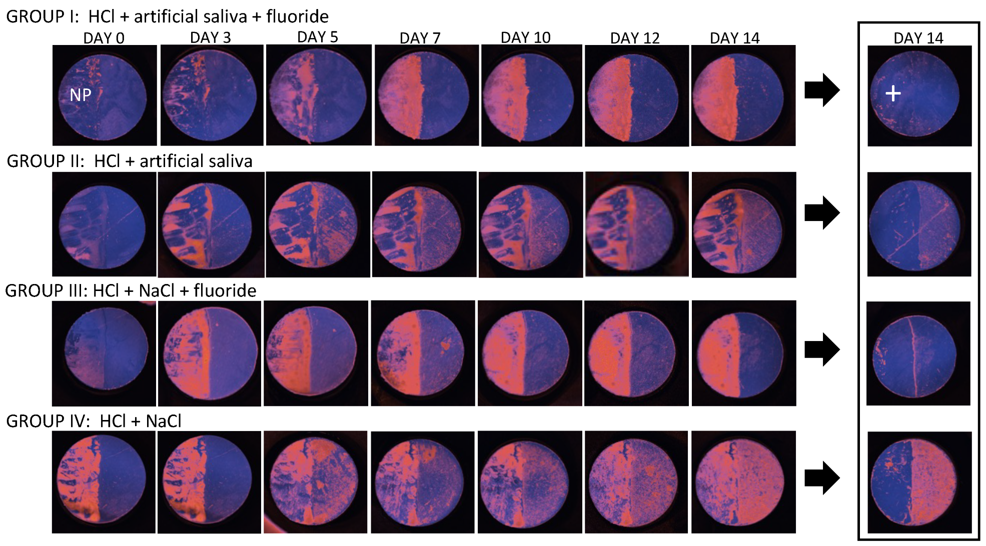 Diagnostics 14 00367 g005