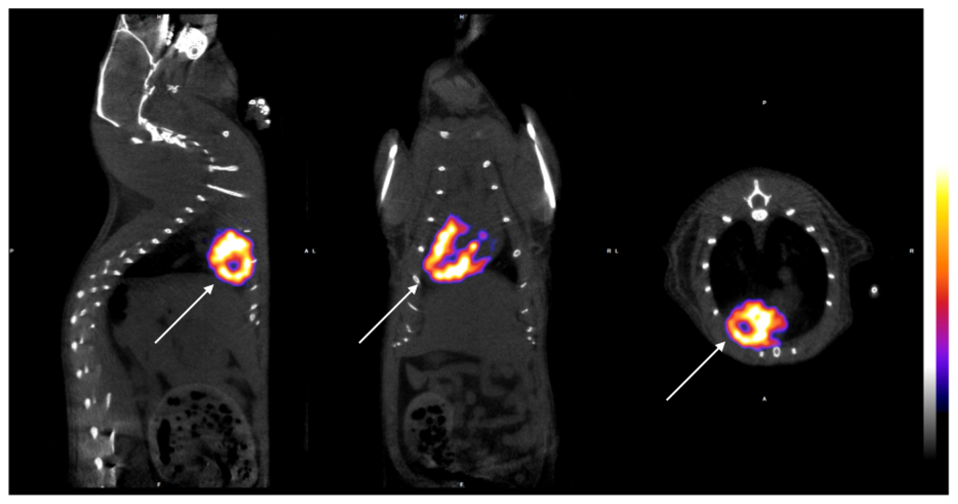 Diagnostics 14 00401 g002