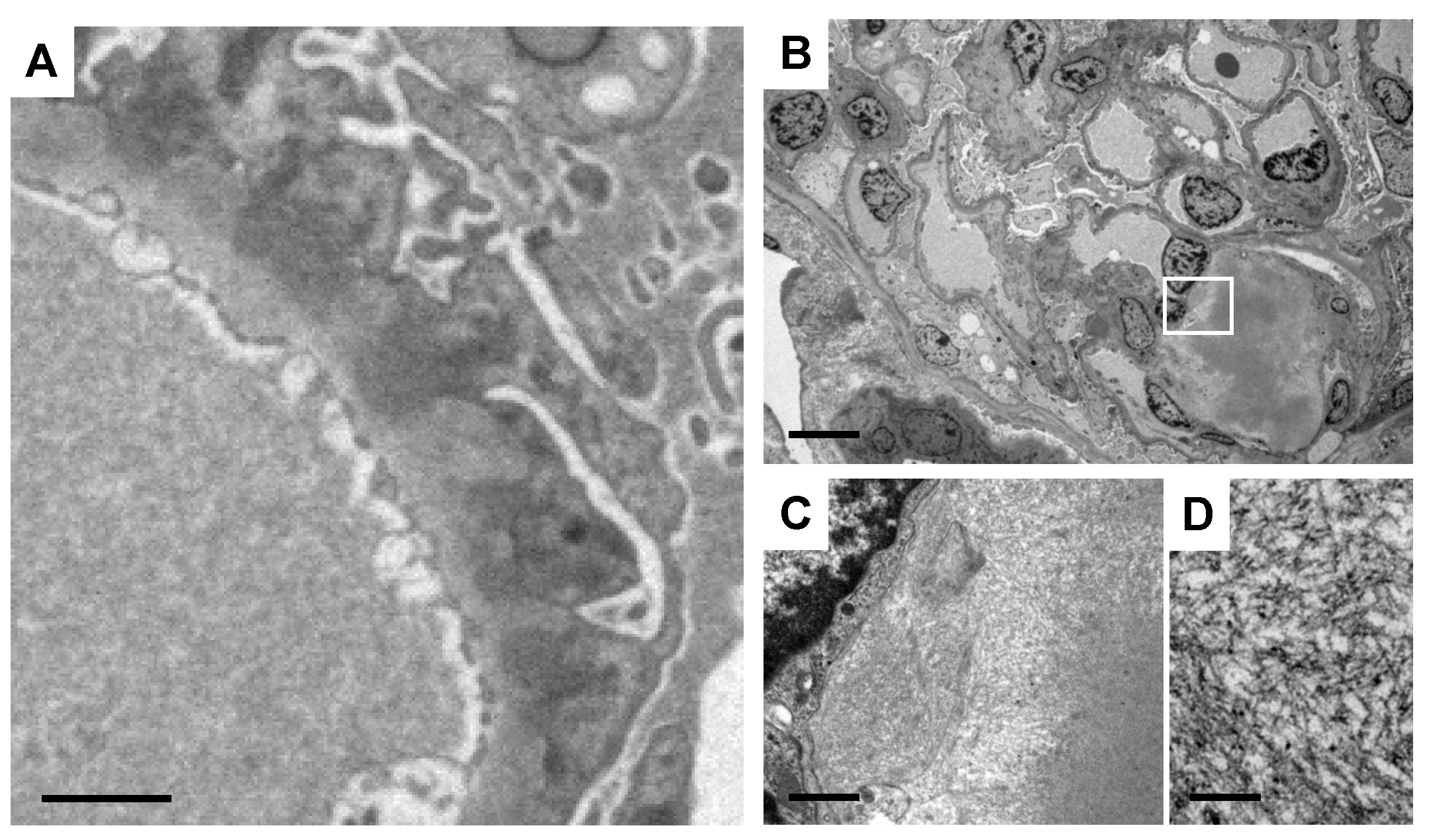 Diagnostics 14 00476 g007 Diagnostics 14 00476 g007