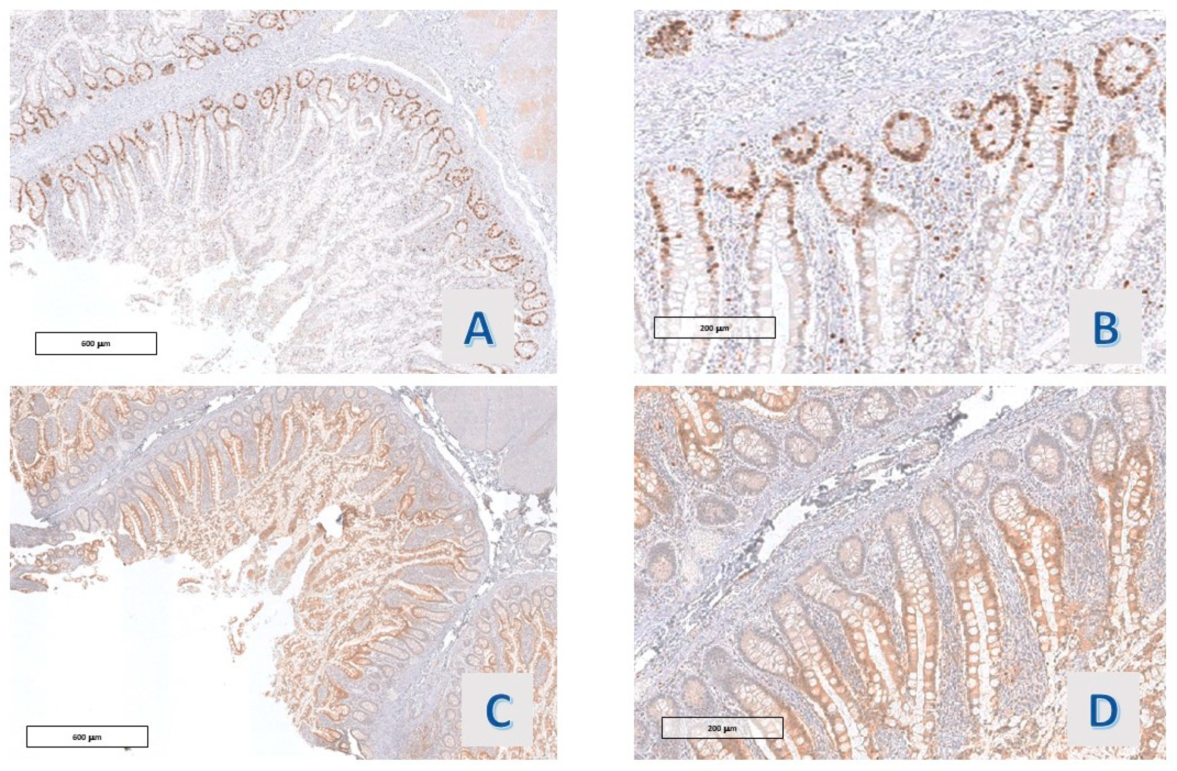 Diagnostics 14 00499 g004