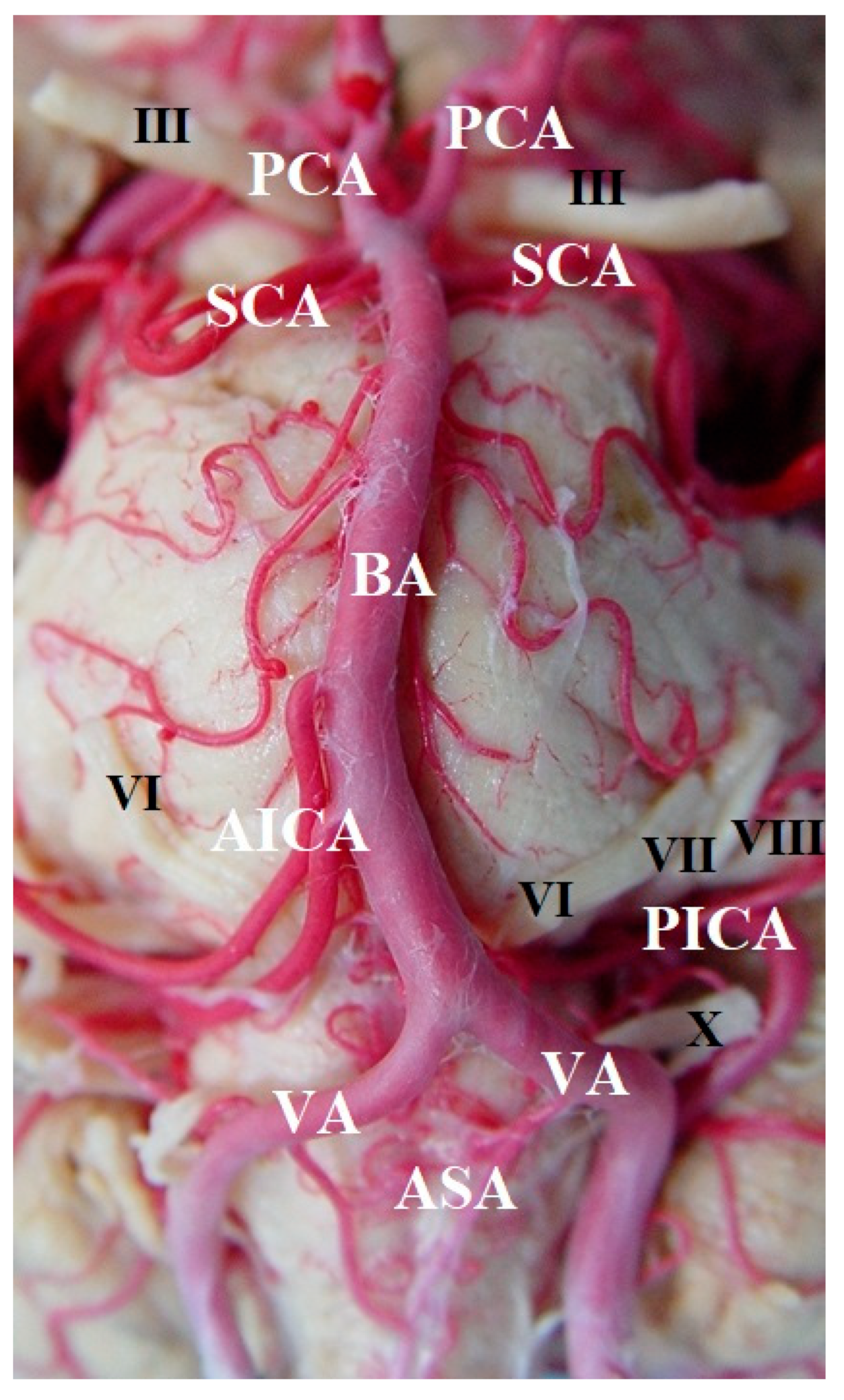 Diagnostics 14 00534 g001