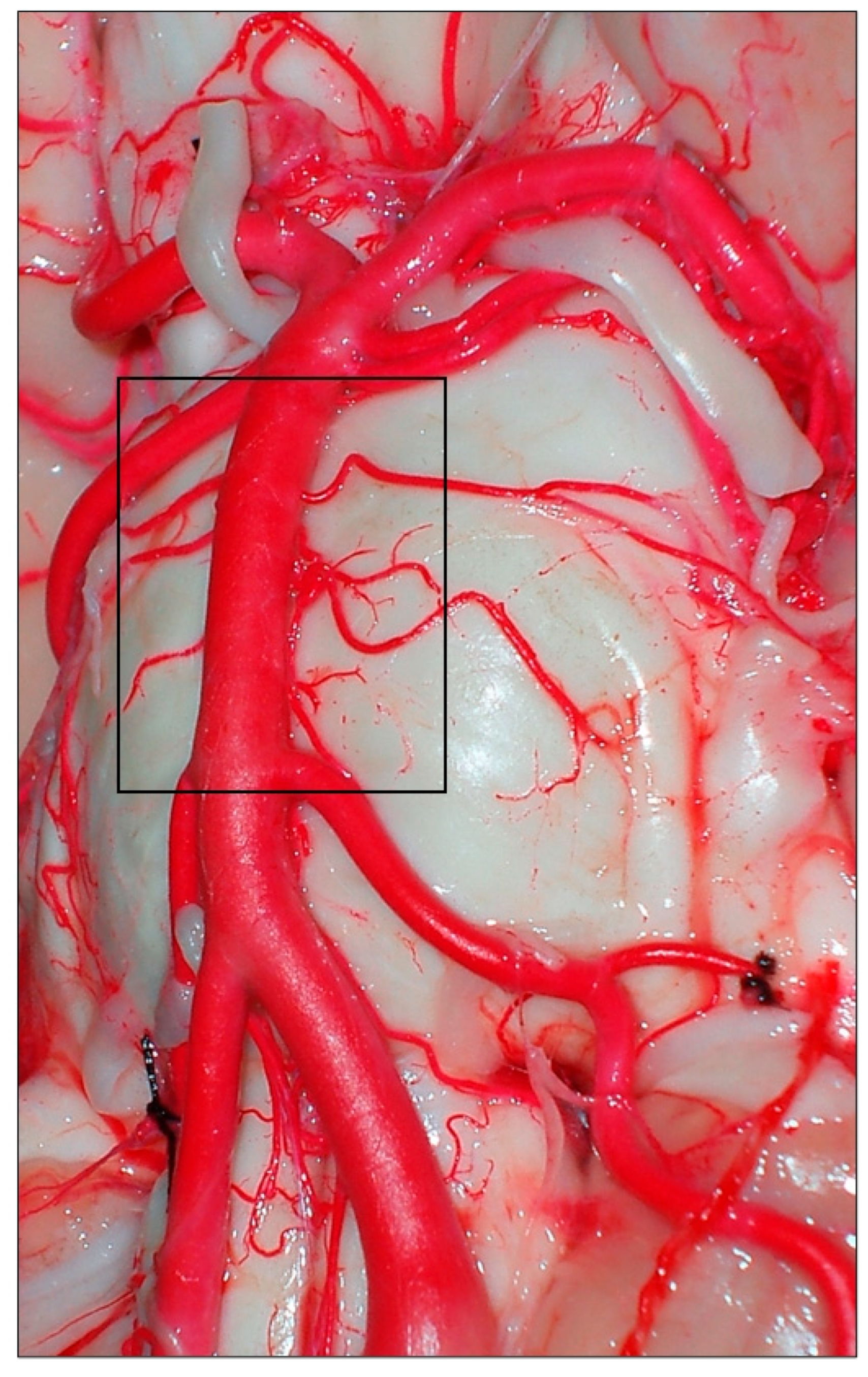 Diagnostics 14 00534 g005