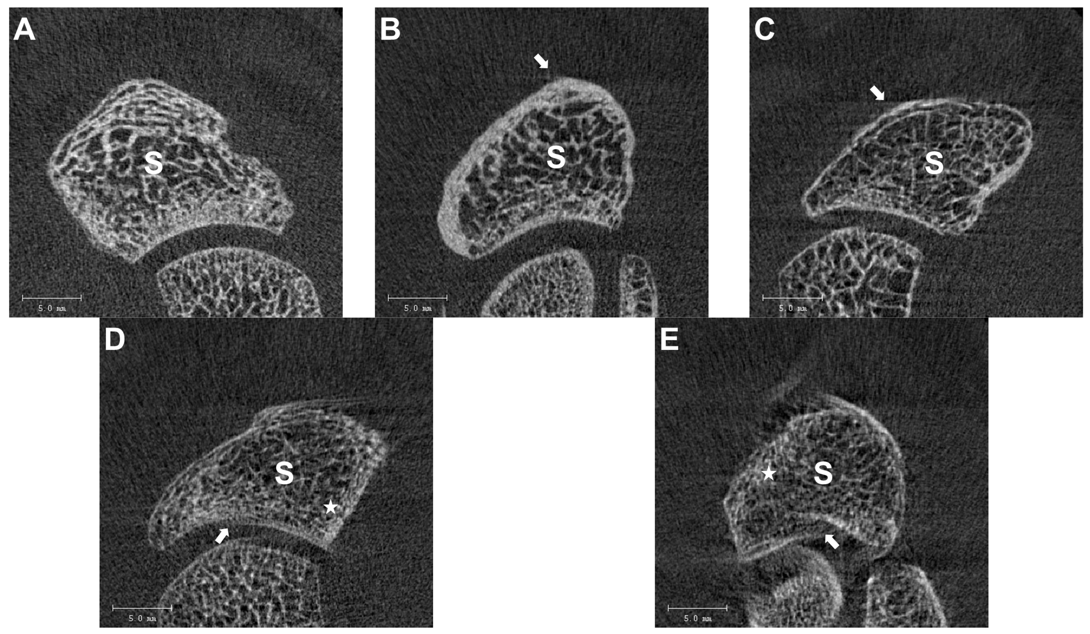 Diagnostics 14 00568 g003