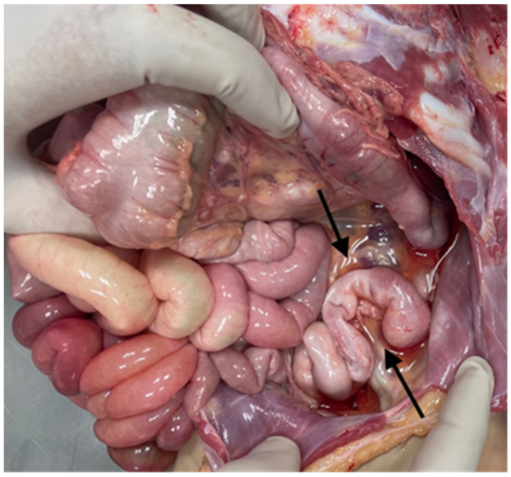 Diagnostics 14 00601 g005 Diagnostics 14 00601 g005